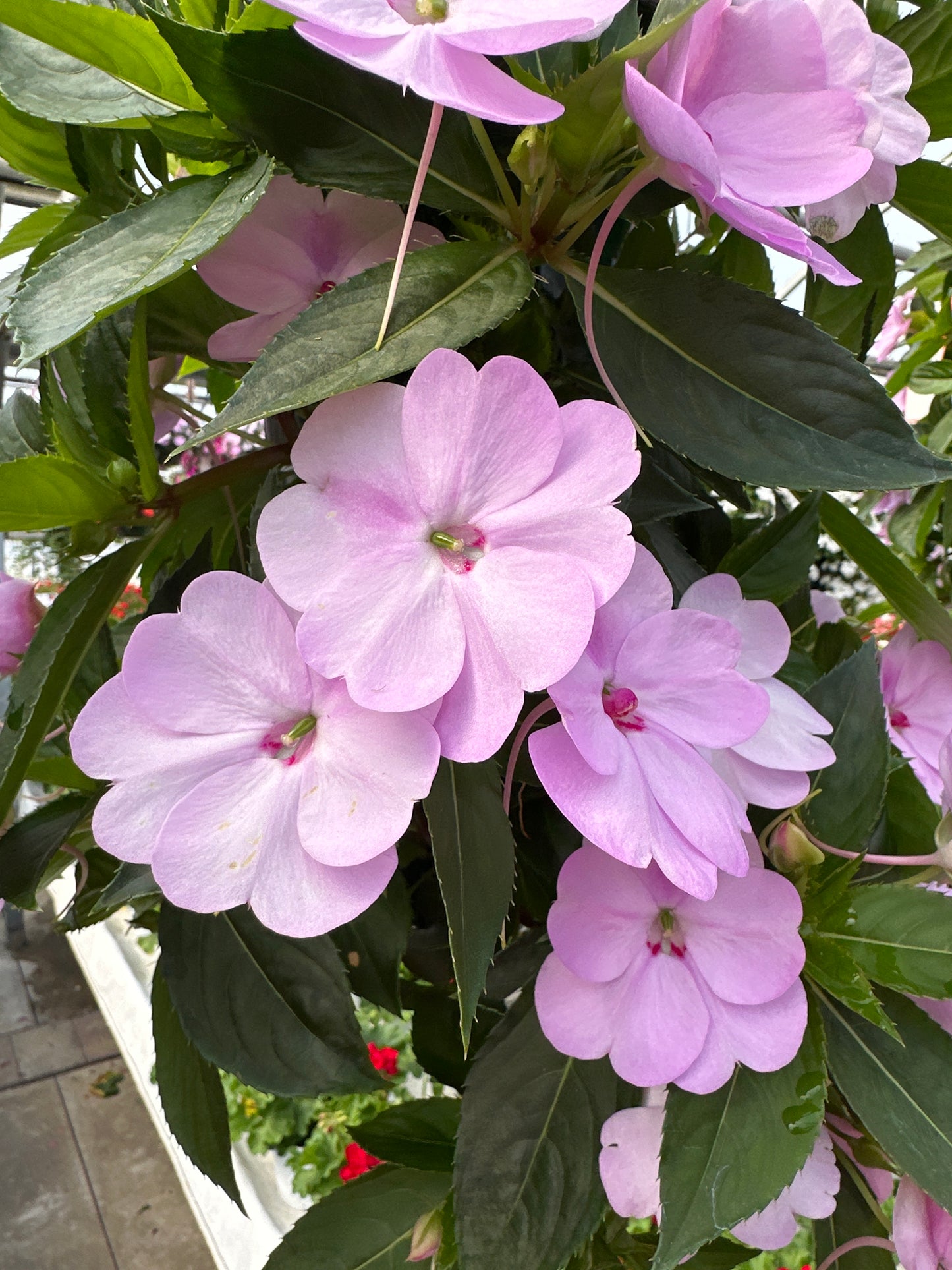 SUNPATIENS COMPACT ORCHID - FLOWER BAG