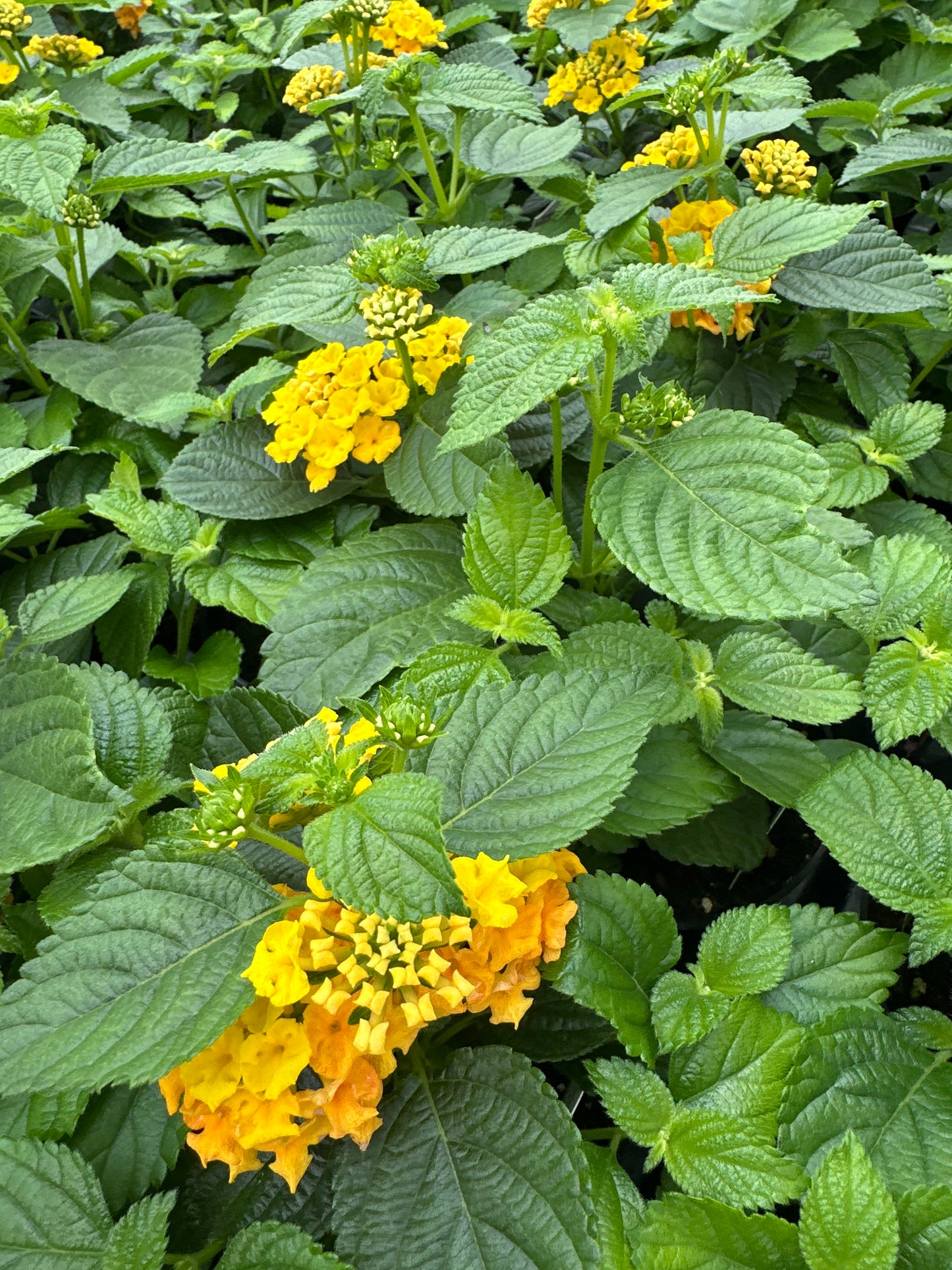 LANTANA BANDELERO PINEAPPLE - 4" POT