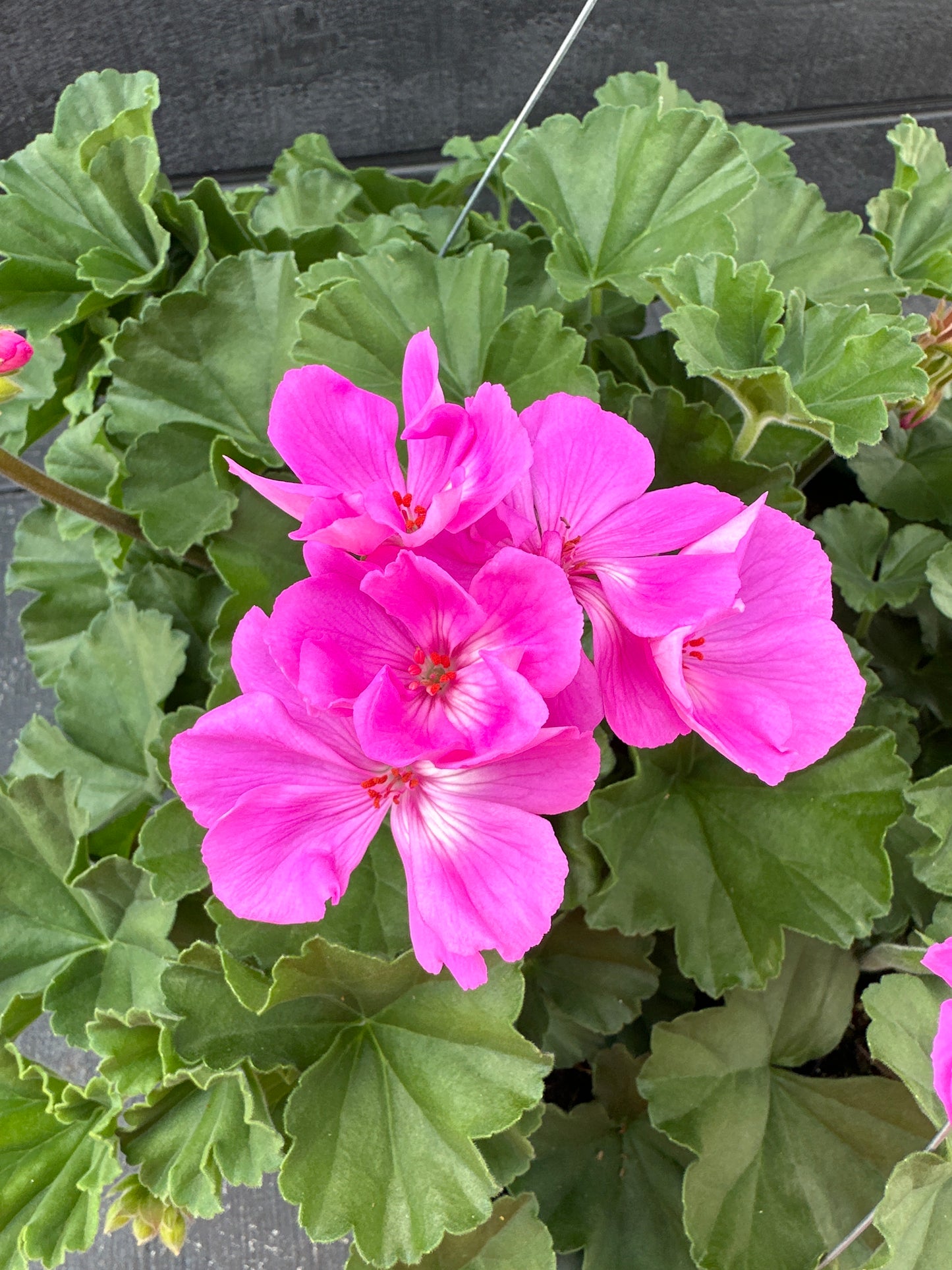 GERANIUM FANTASIA SHOCKING BLUE - 10'' HANGING BASKET