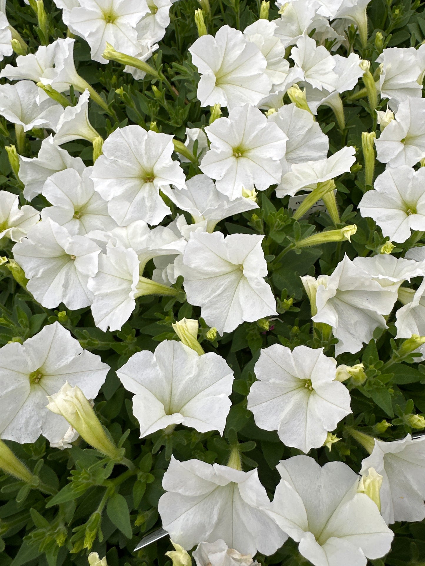 PETUNIA PICOBELLA WHITE - FLAT OF 48 PLANTS