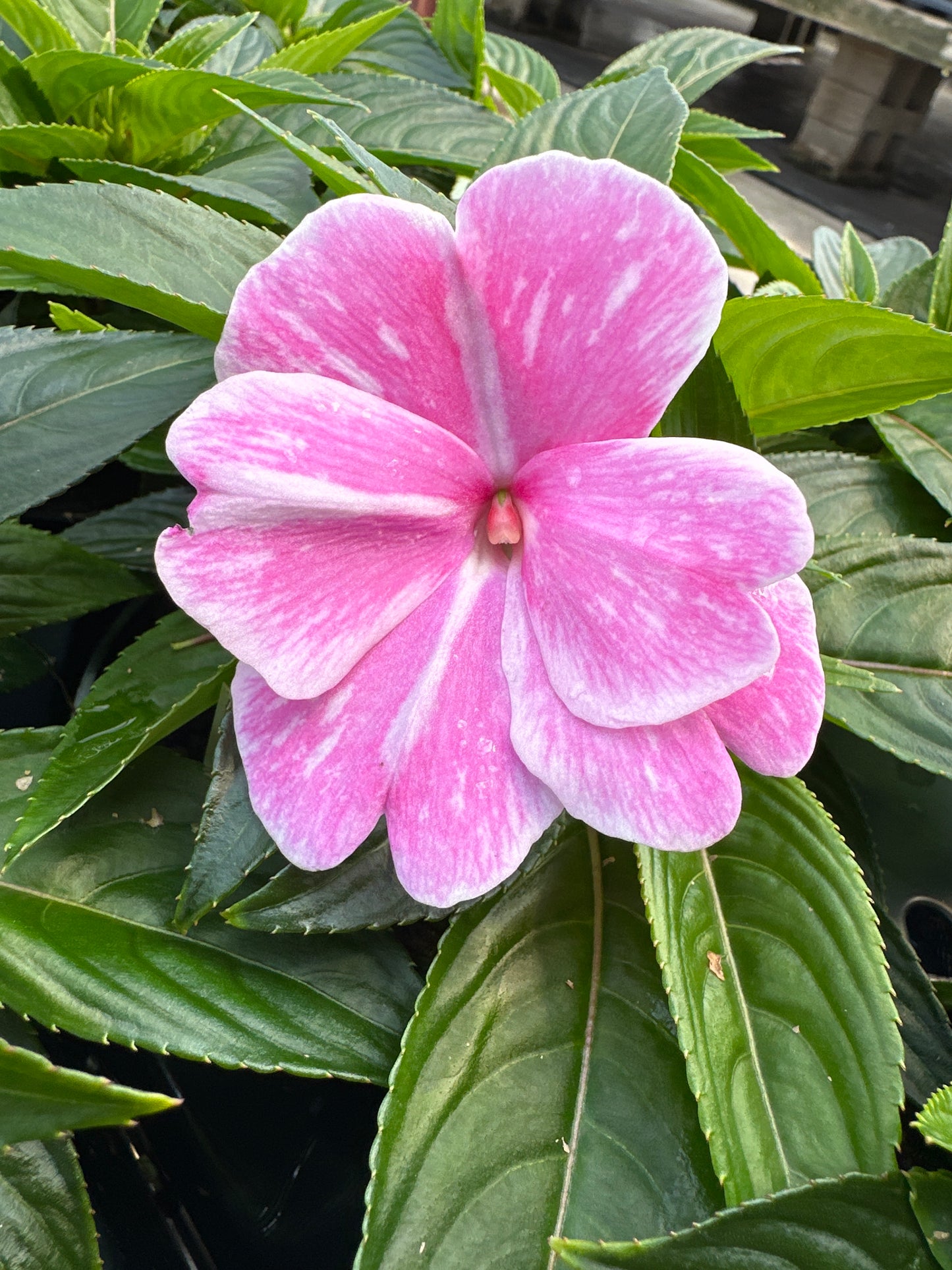 IMPATIENS SONIC PINK MAGIC - 4'' POT