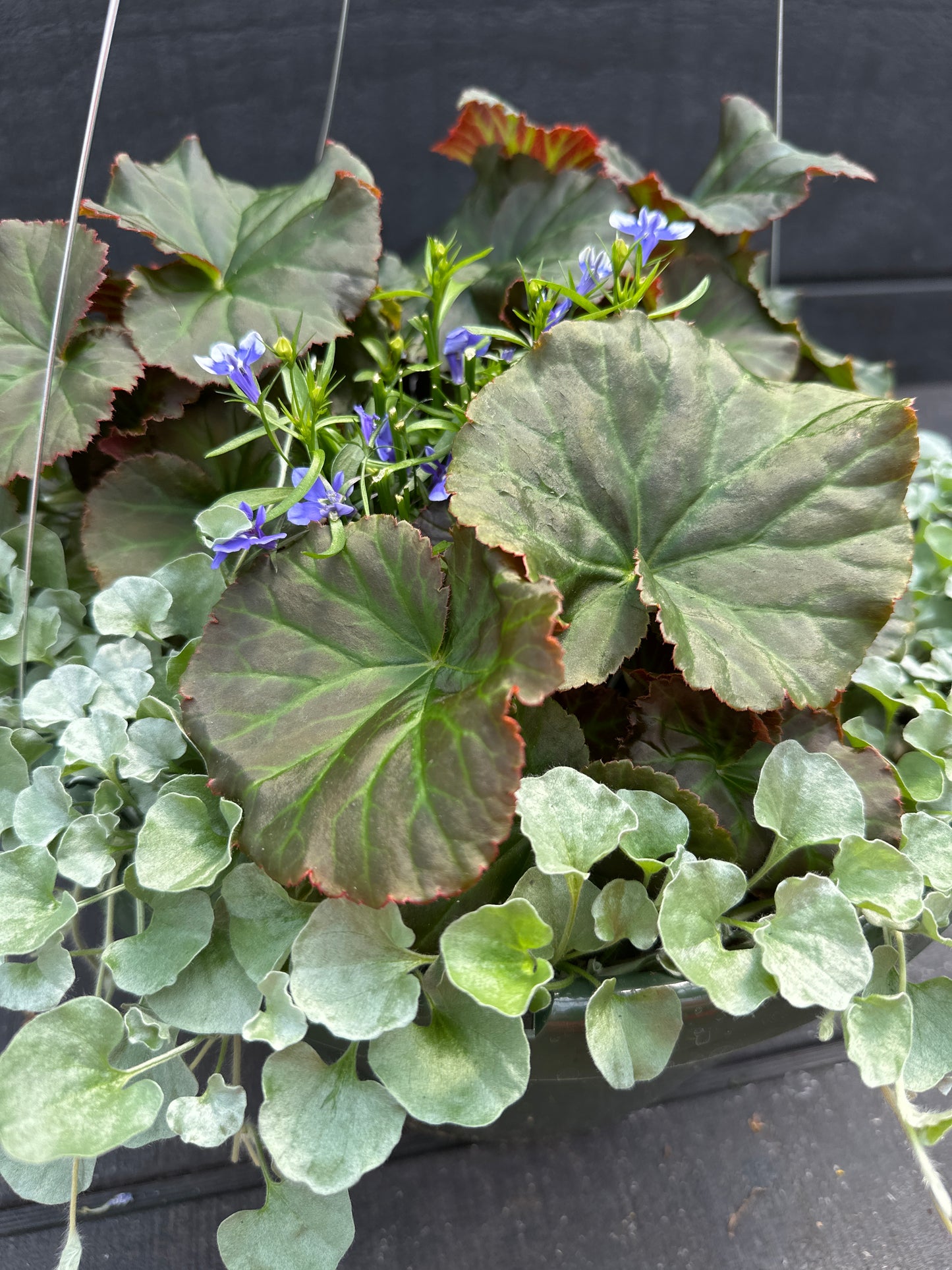 BASKET #3 - 12'' HANGING BASKET