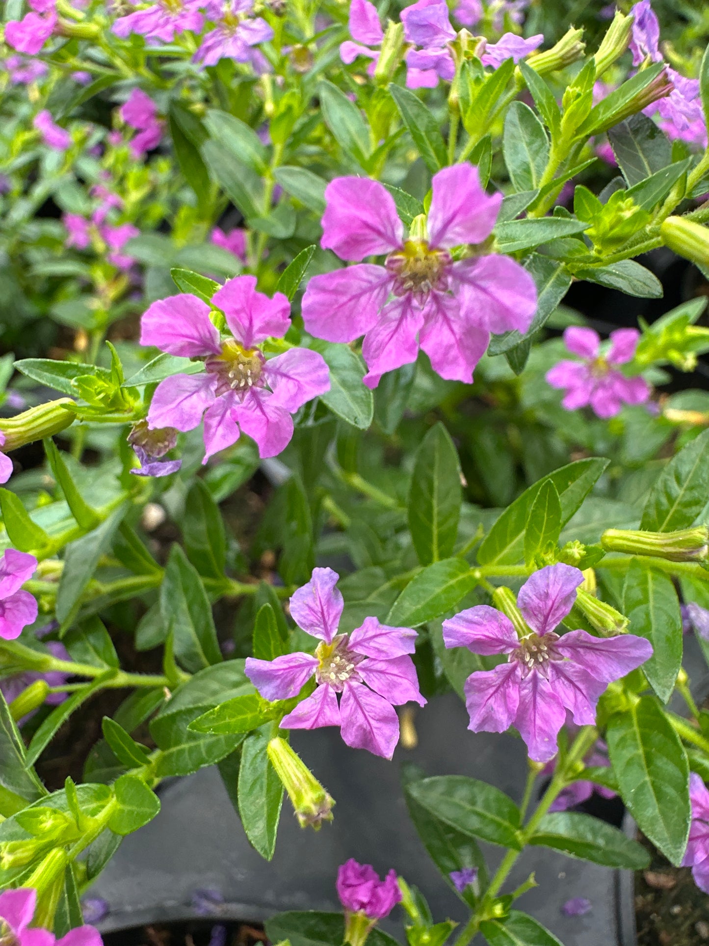CUPHEA VIOLET - 4" POT