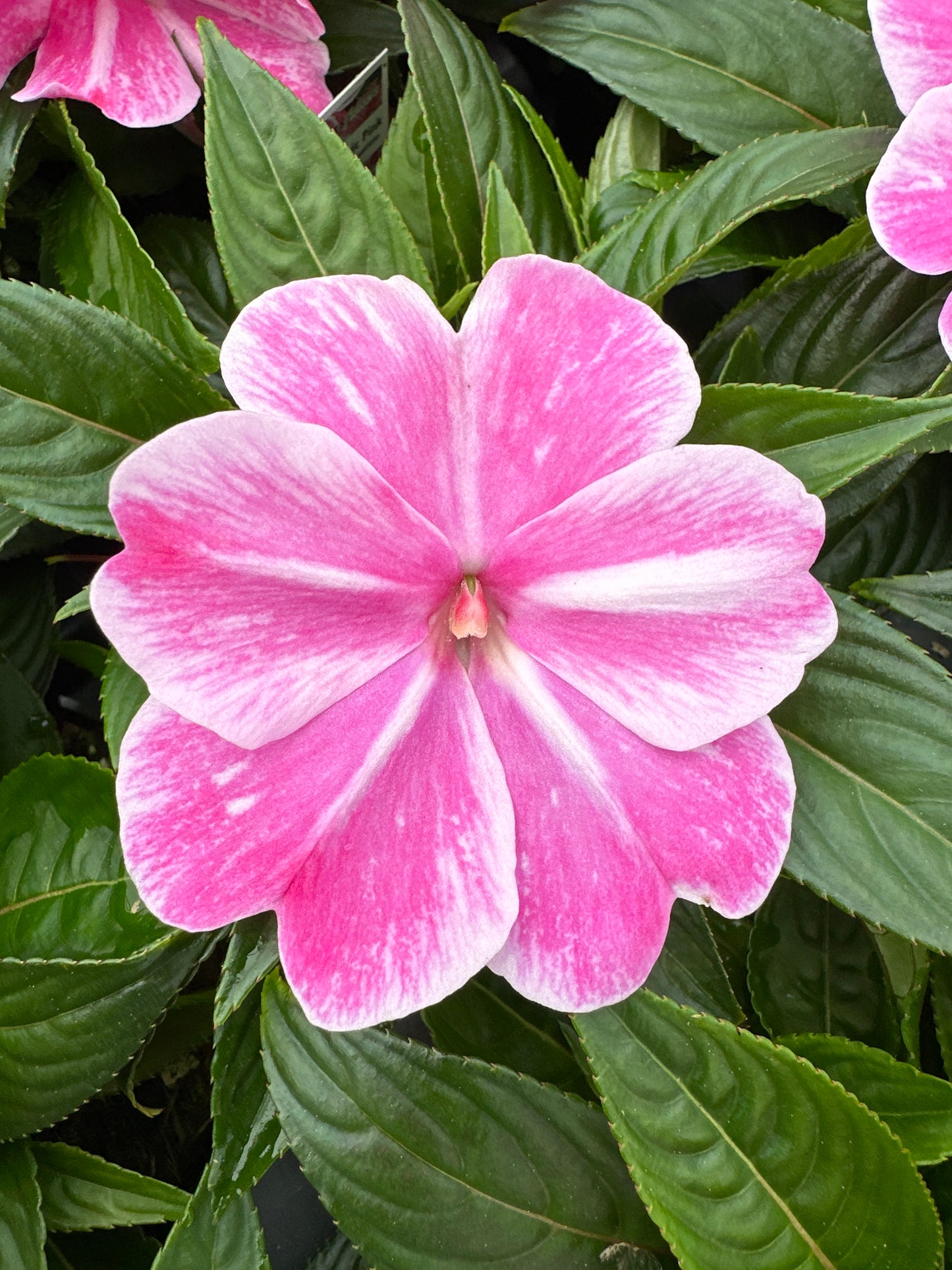IMPATIENS SONIC PINK MAGIC - 4" POT