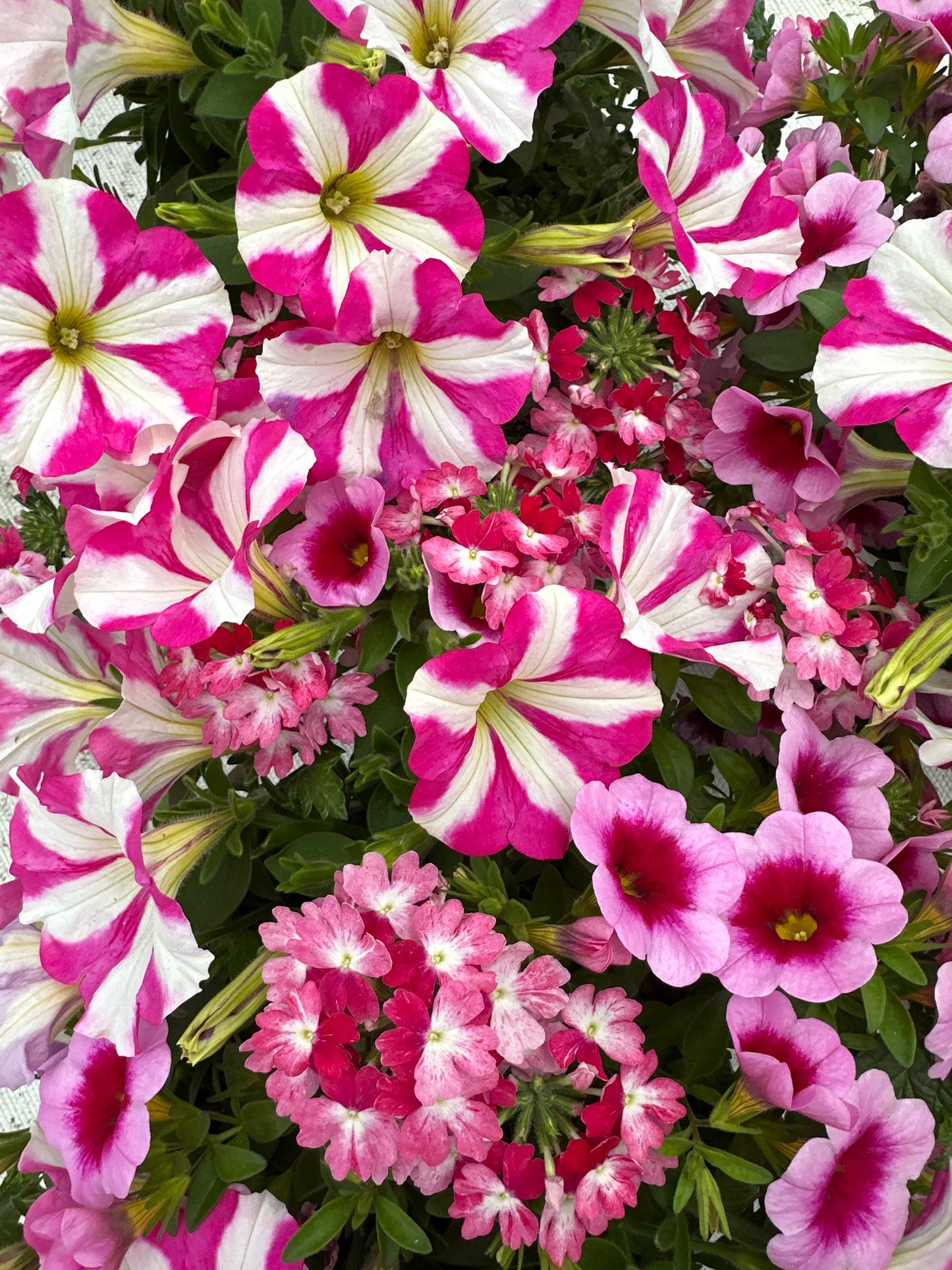 COMBO HELLO BARBIE - 6" POT