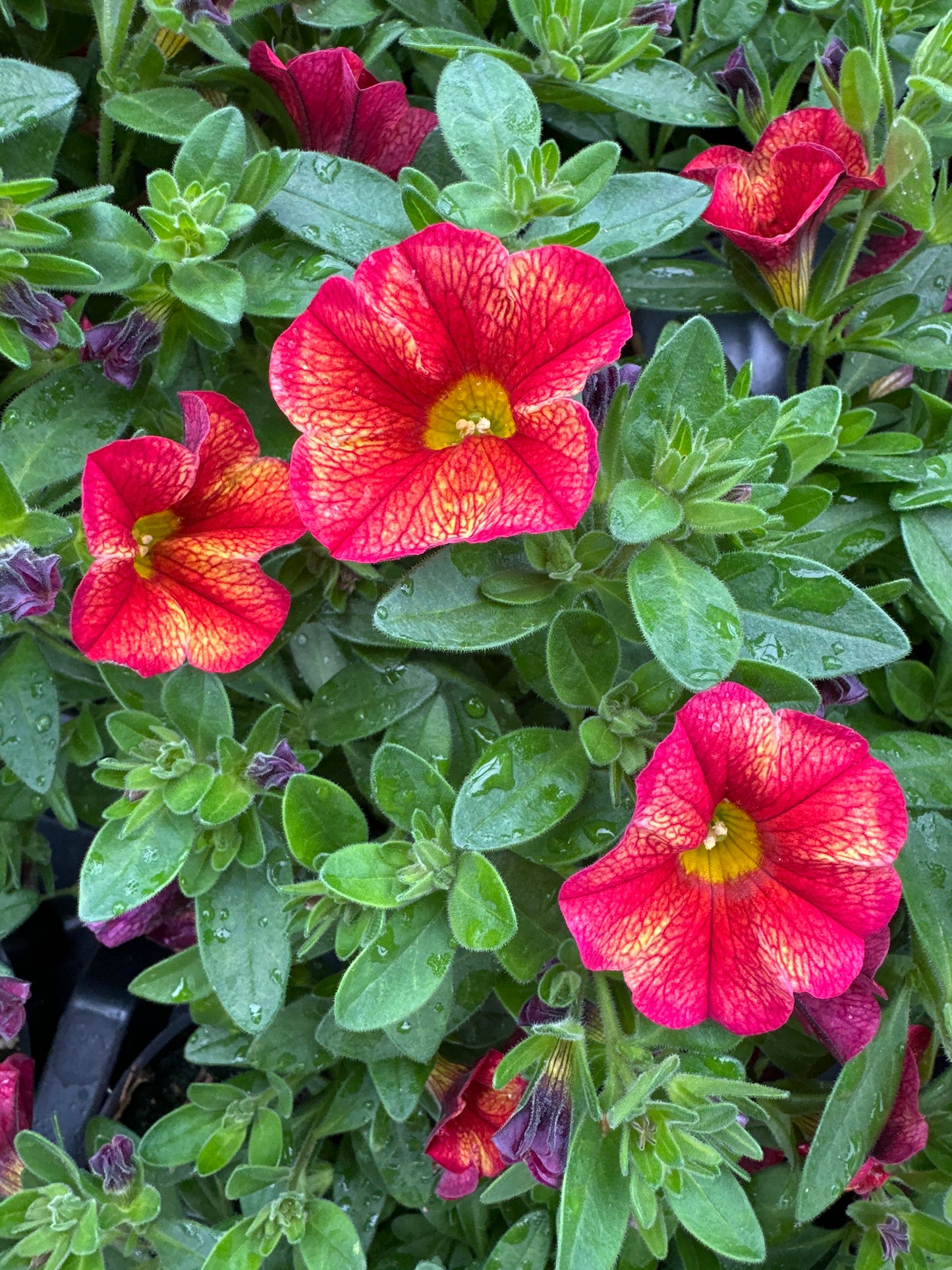 CALIBRACHOA MINIFAMOUS UNO EMBER ECLIPSE - 4" POT