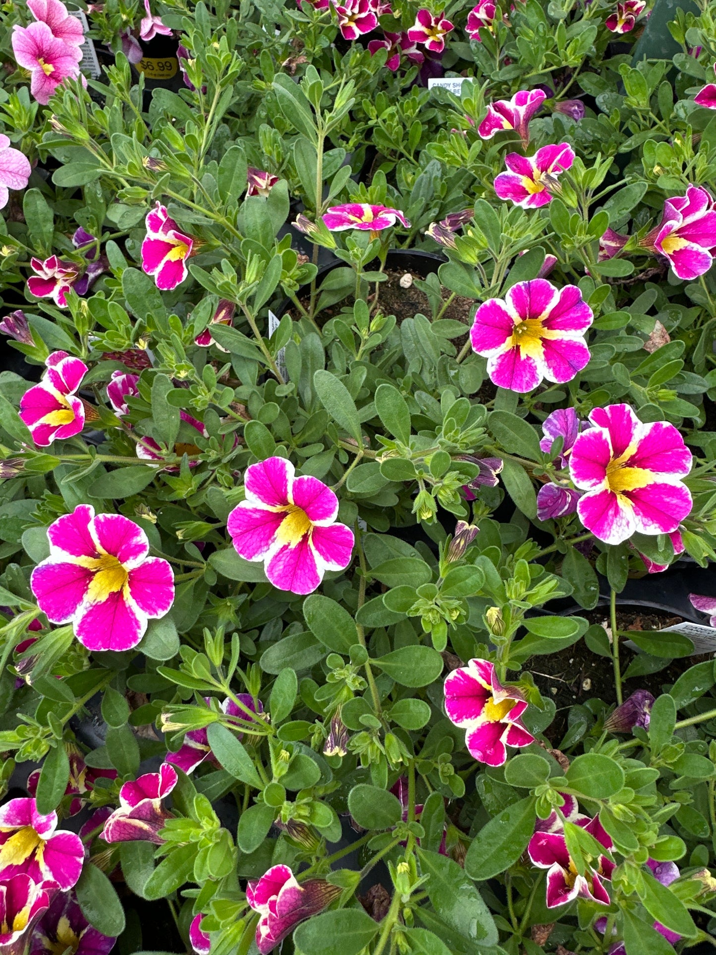 CALIBRACHOA CANDY SHOP FANCY BERRY - 4" POT