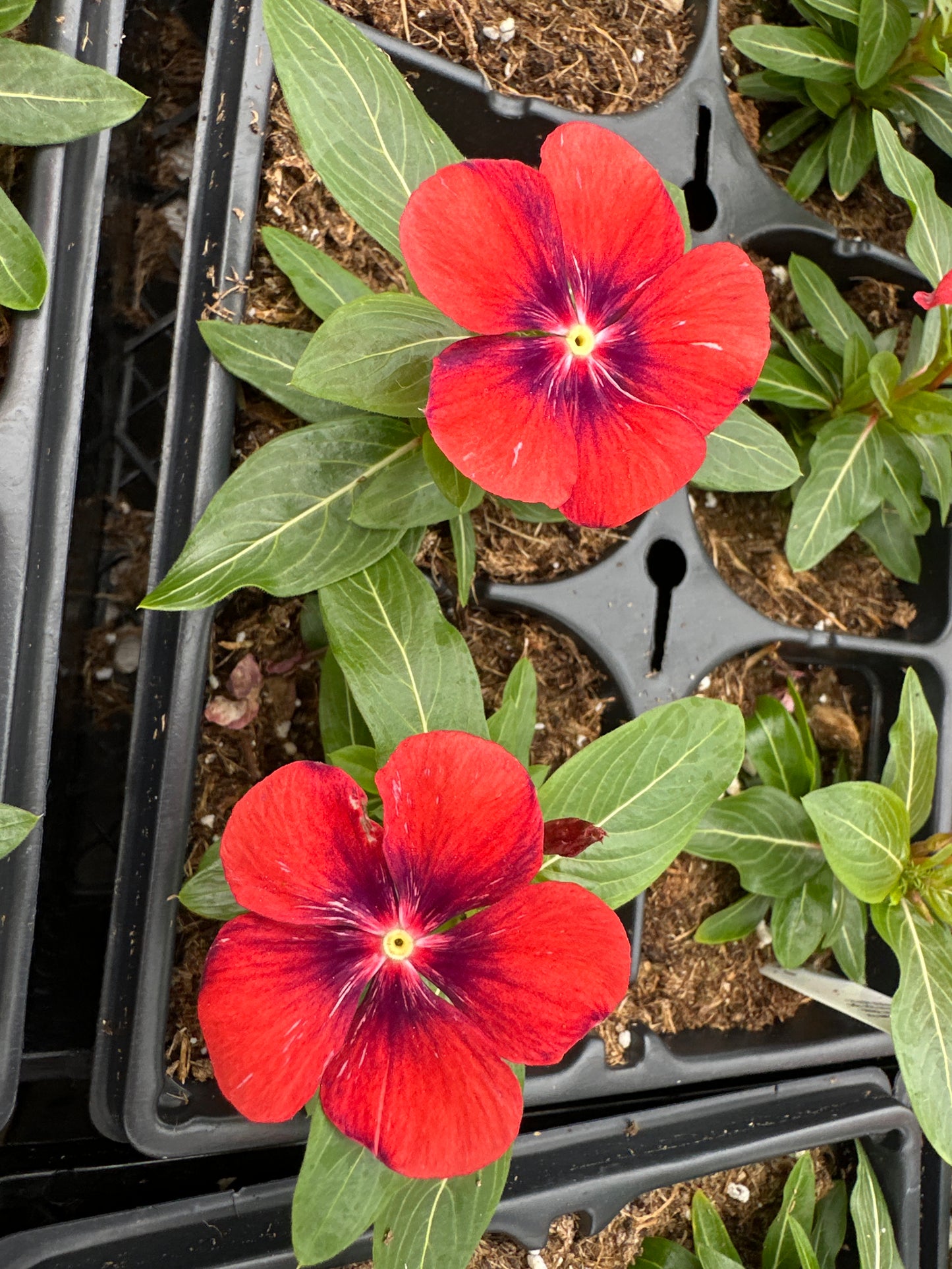 PERIWINKLE VINCA TATTOO TANGERINE - JUMBO 6 PACK