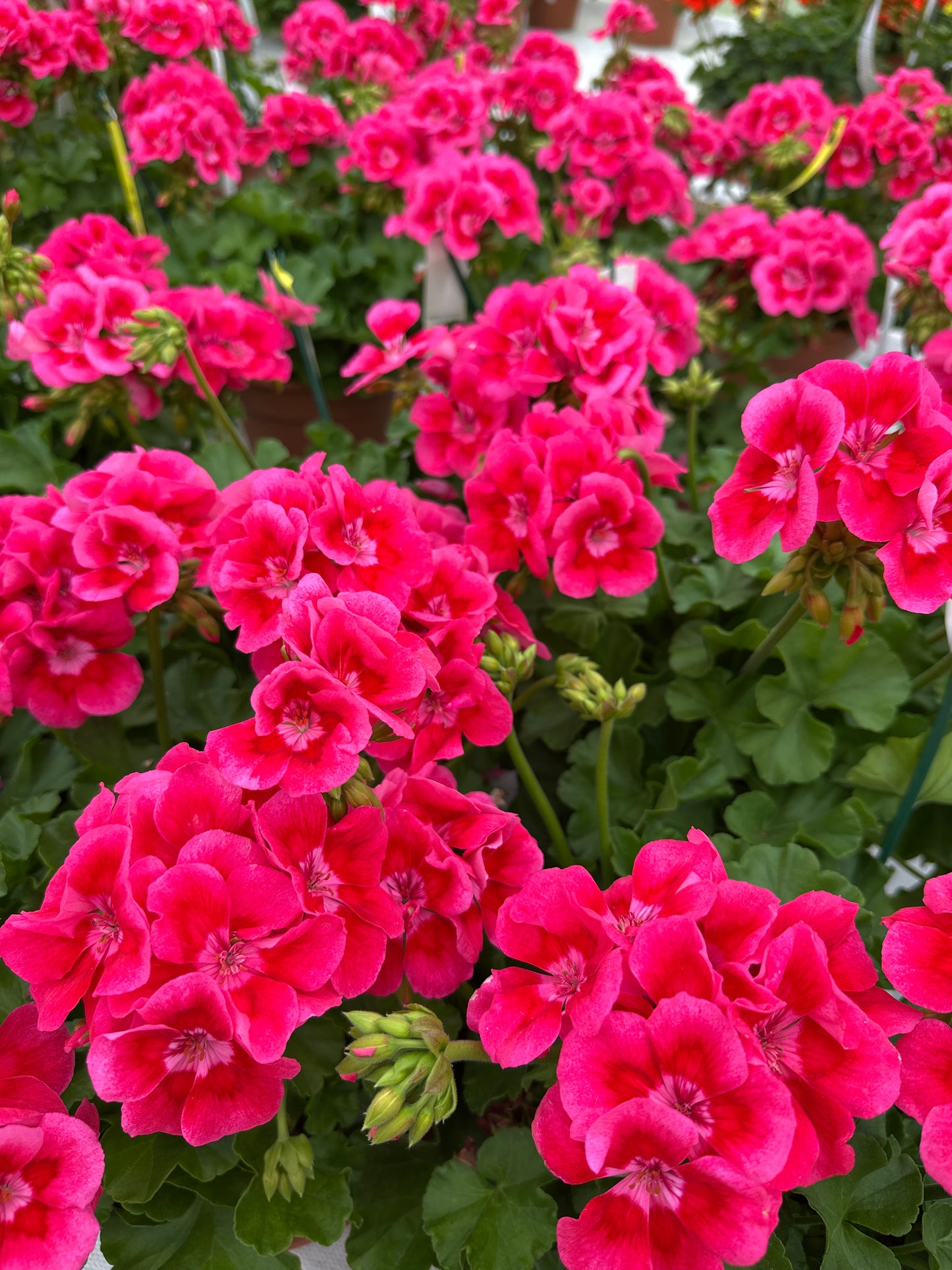 GERANIUM CALLIOPE MEDIUM HOT ROSE - 8" POT