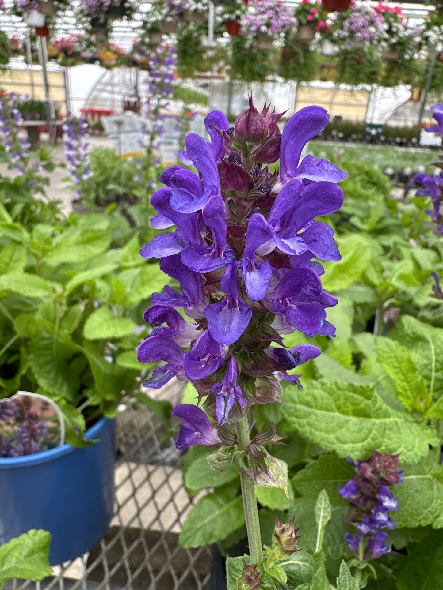 SALVIA BLUE MARVEL - QUART POT