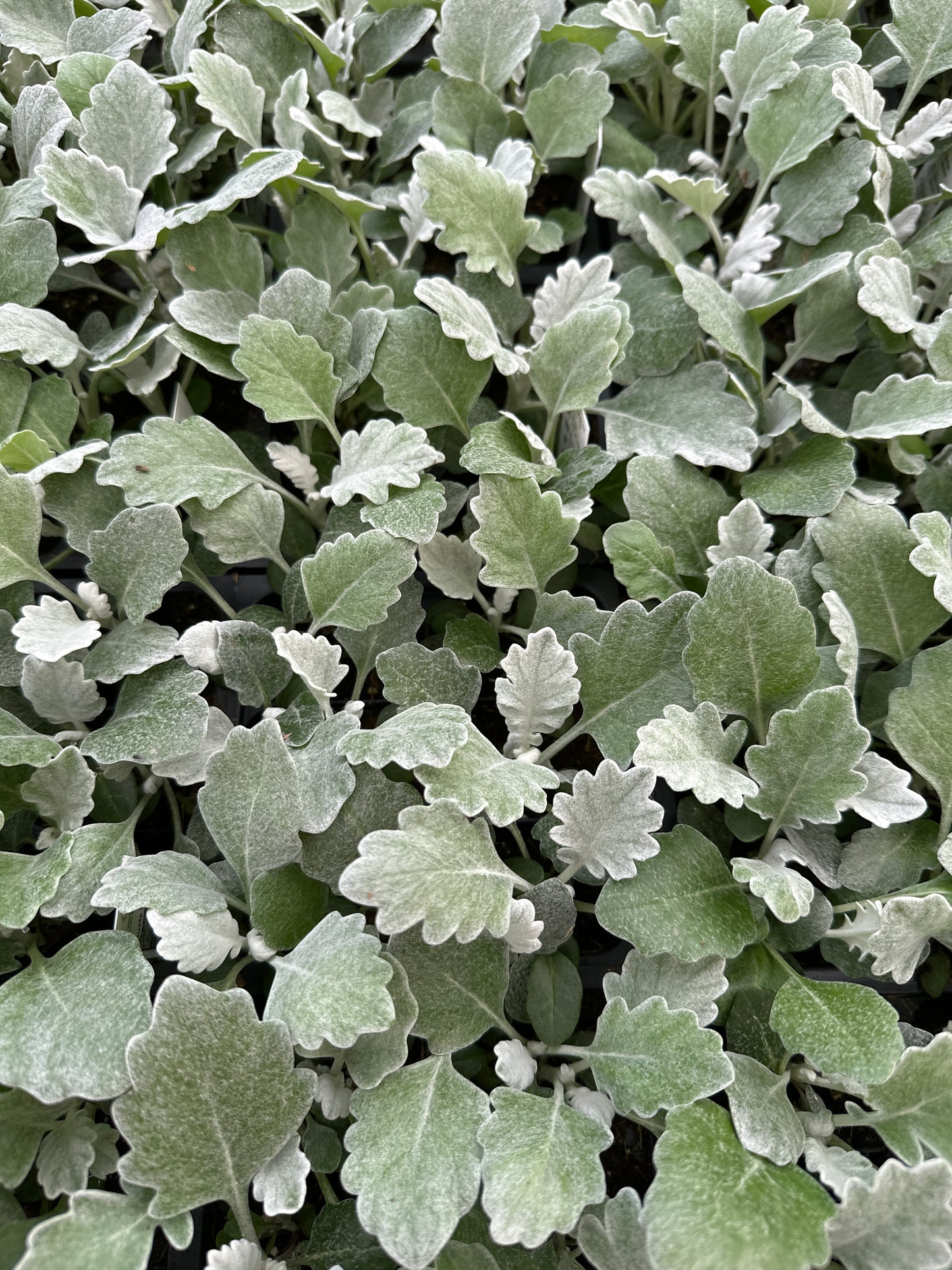 DUSTY MILLER SILVERDUST - FLAT OF 48 PLANTS