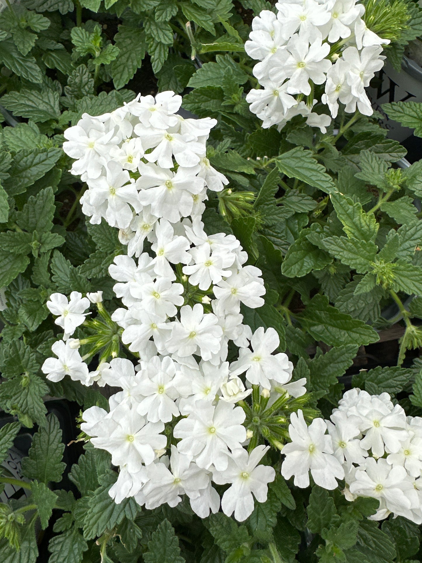 VERBENA SUPERBENA WHITE - QUART POT