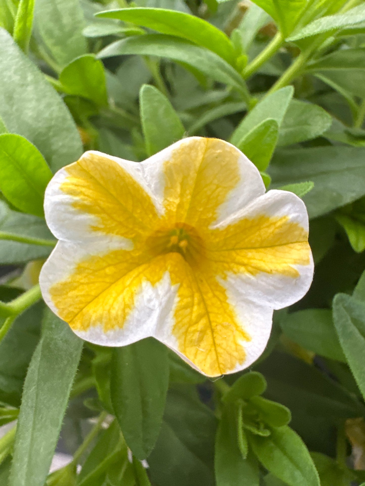 CALIBRACHOA SUPERBELLS LEMON SLICE - QUART POT