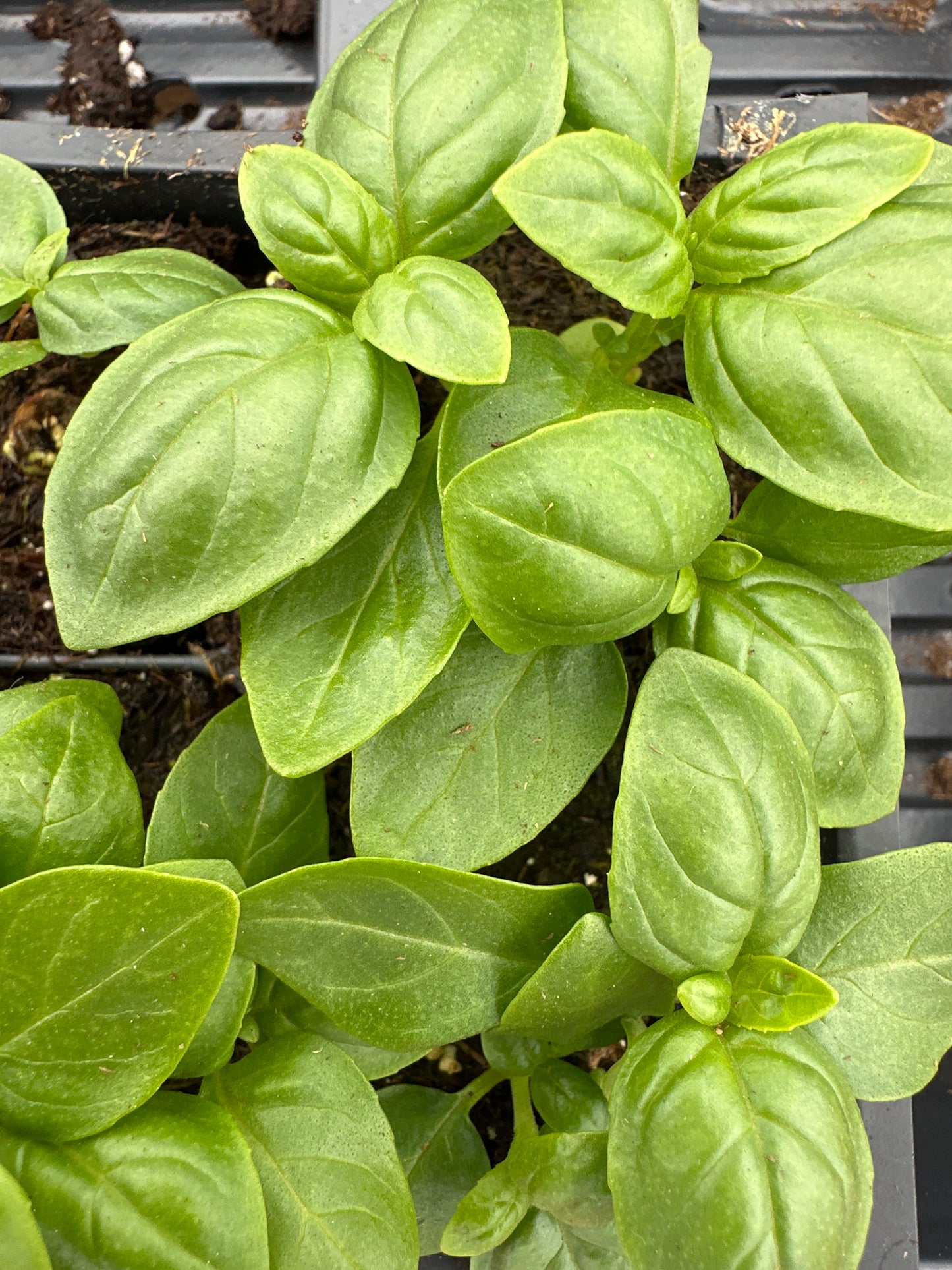 BASIL SWEET - FLAT OF 32 PLANTS