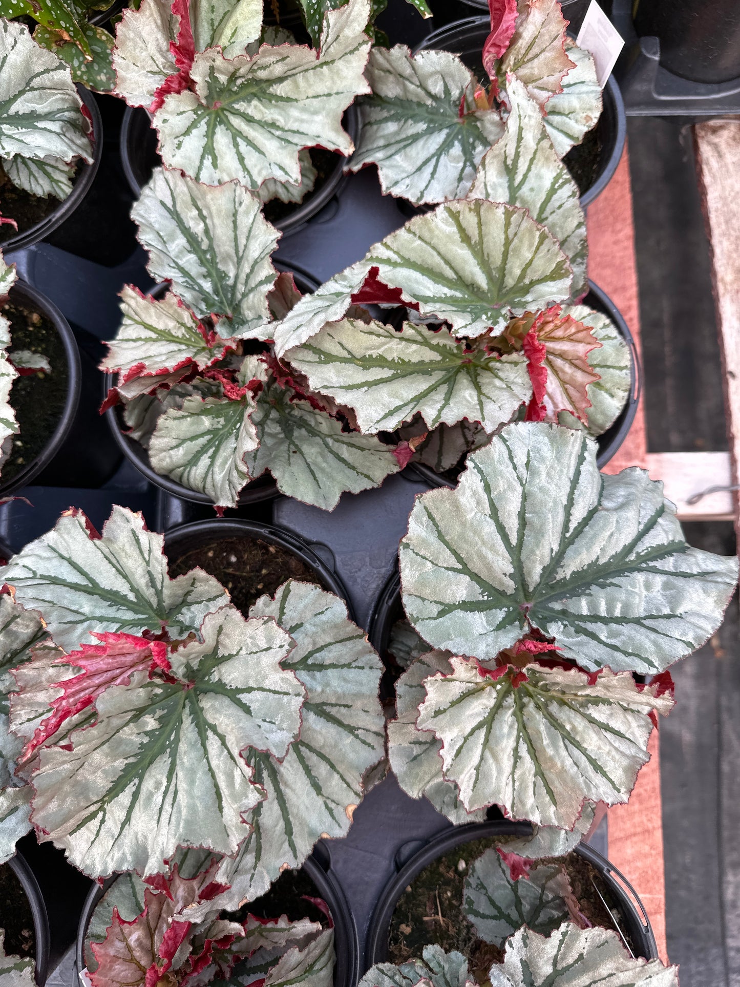 BEGONIA ANGEL WING LOOKING GLASS - QUART POT