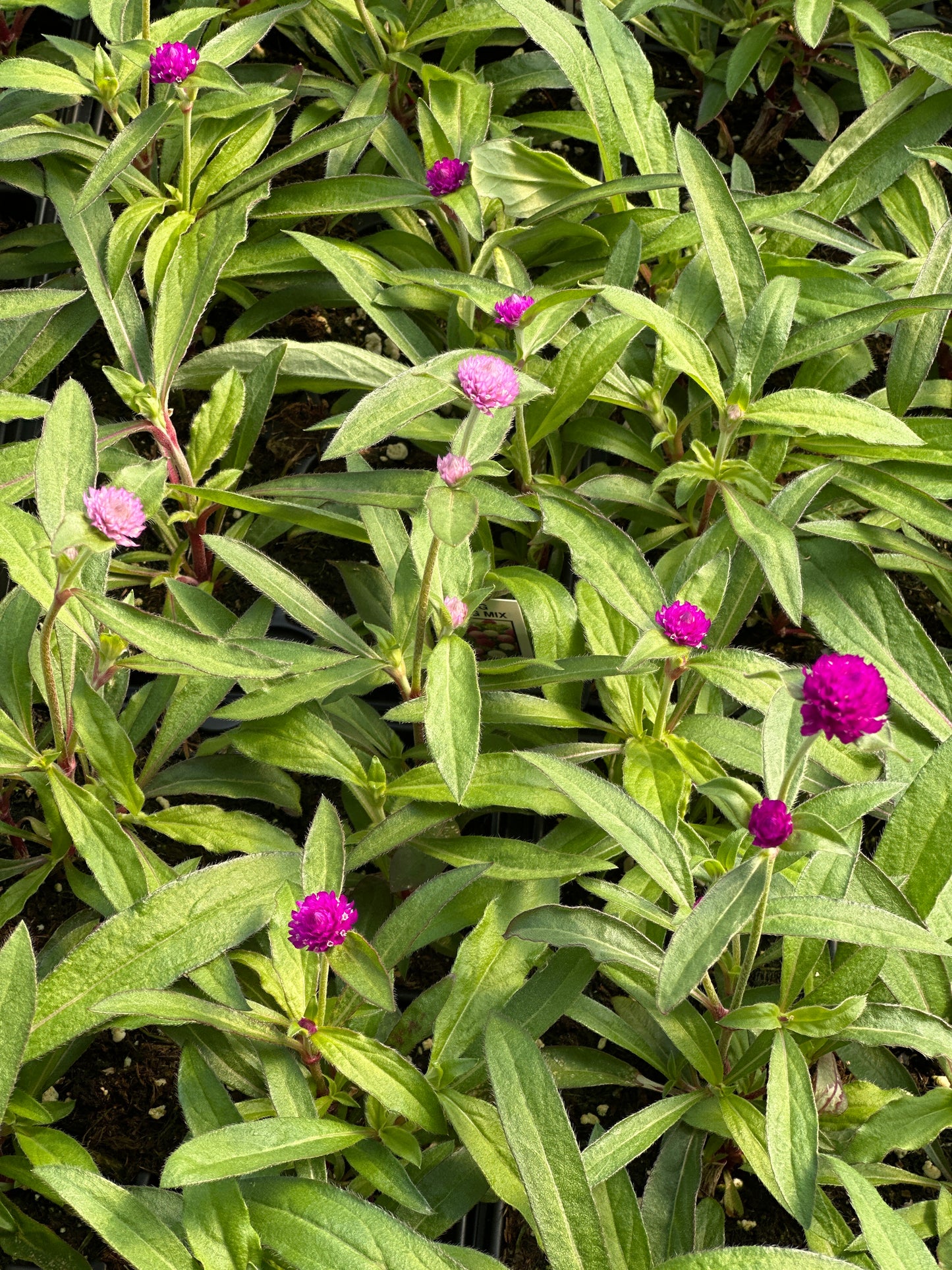 GOMPHRENA PING PONG MIX - JUMBO 6 PACK