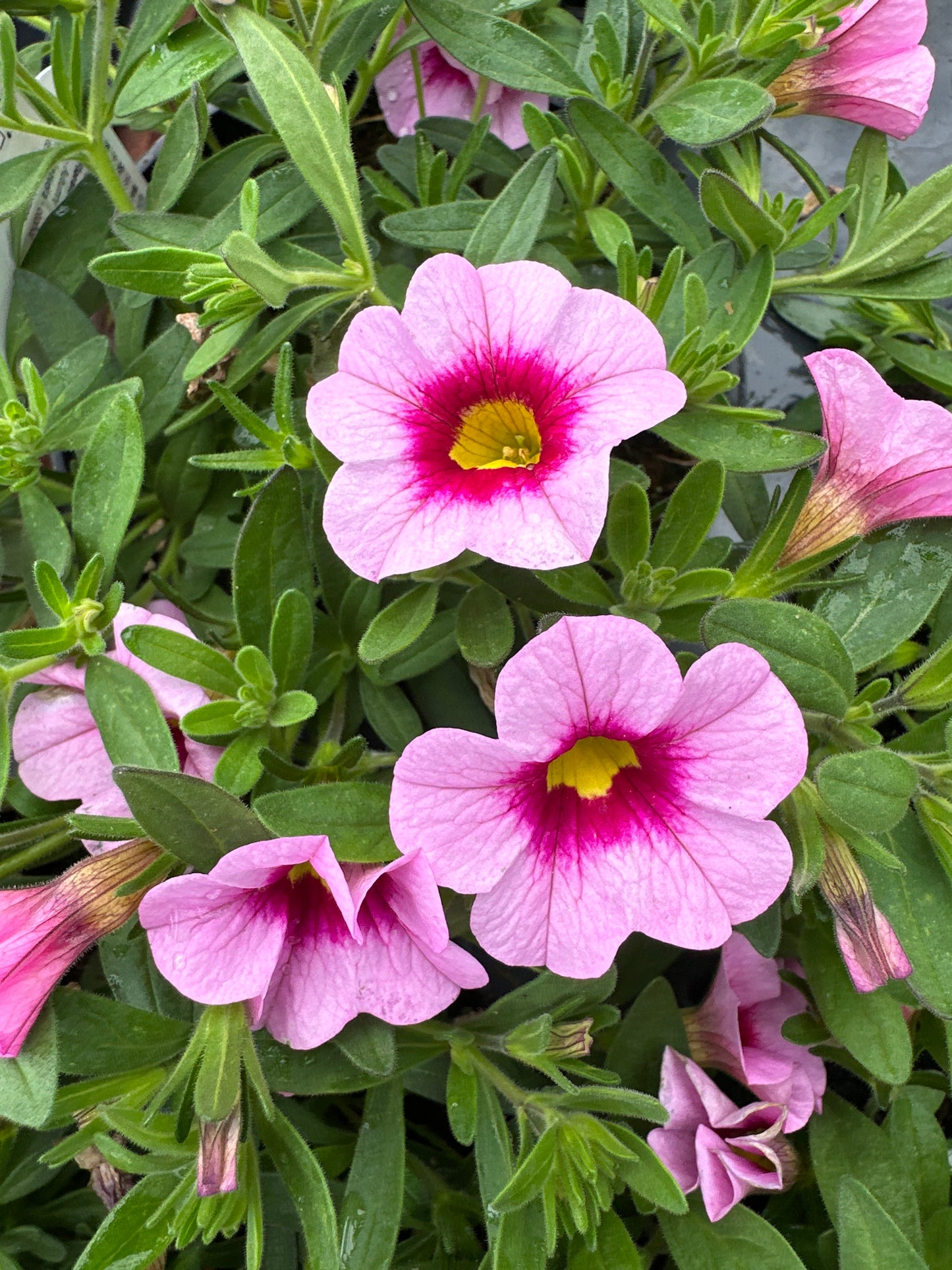 CALIBRACHOA CABARET LIGHT PINK KISS - 4" POT
