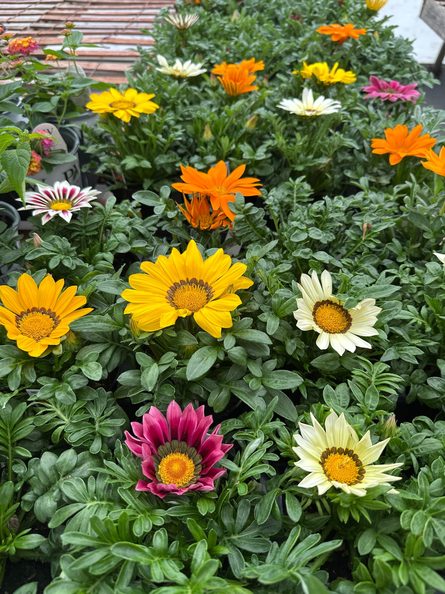 GAZANIA NEW DAY MIX - 4" POT