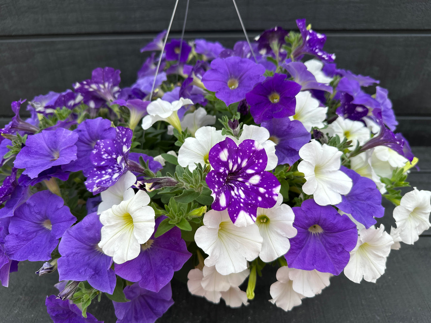 COMBO SKY'S THE LIMIT - 10" HANGING BASKET