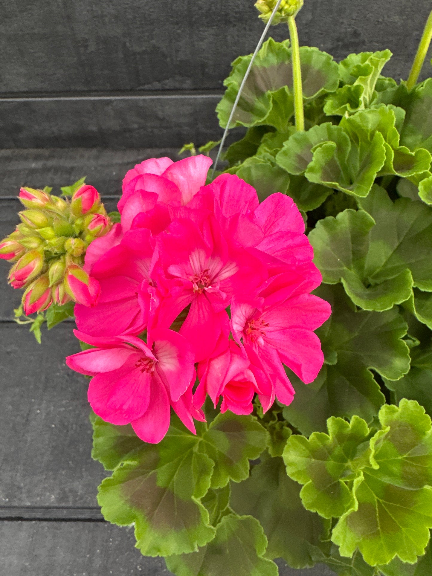 BASKET #49 - 10'' HANGING BASKET