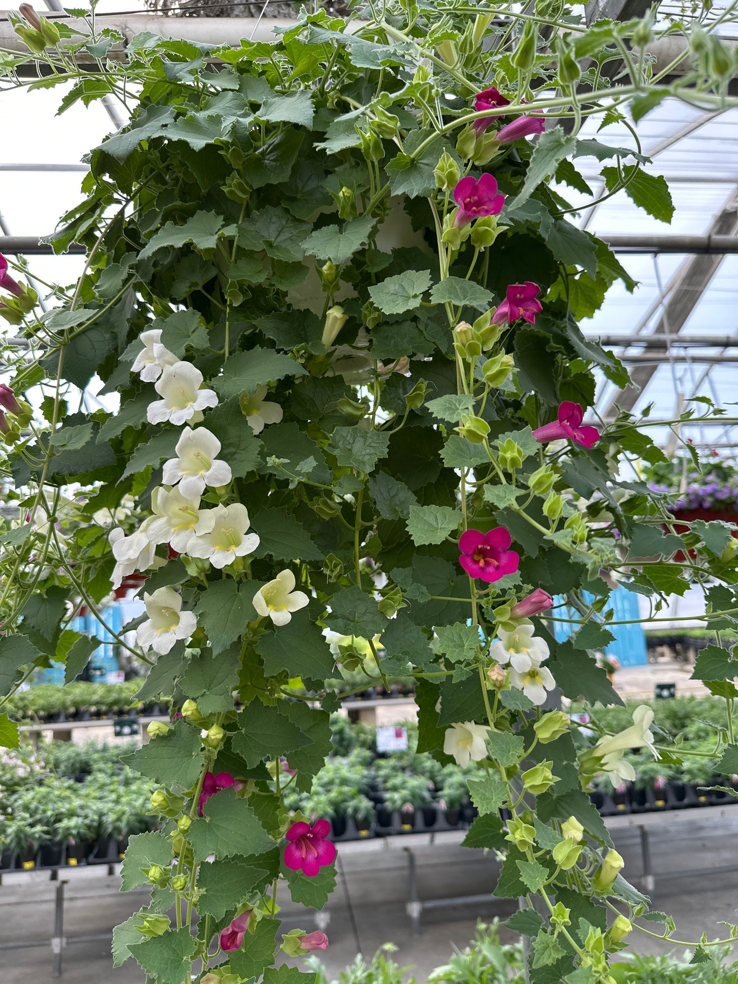 BASKET #15 - 10'' HANGING BASKET