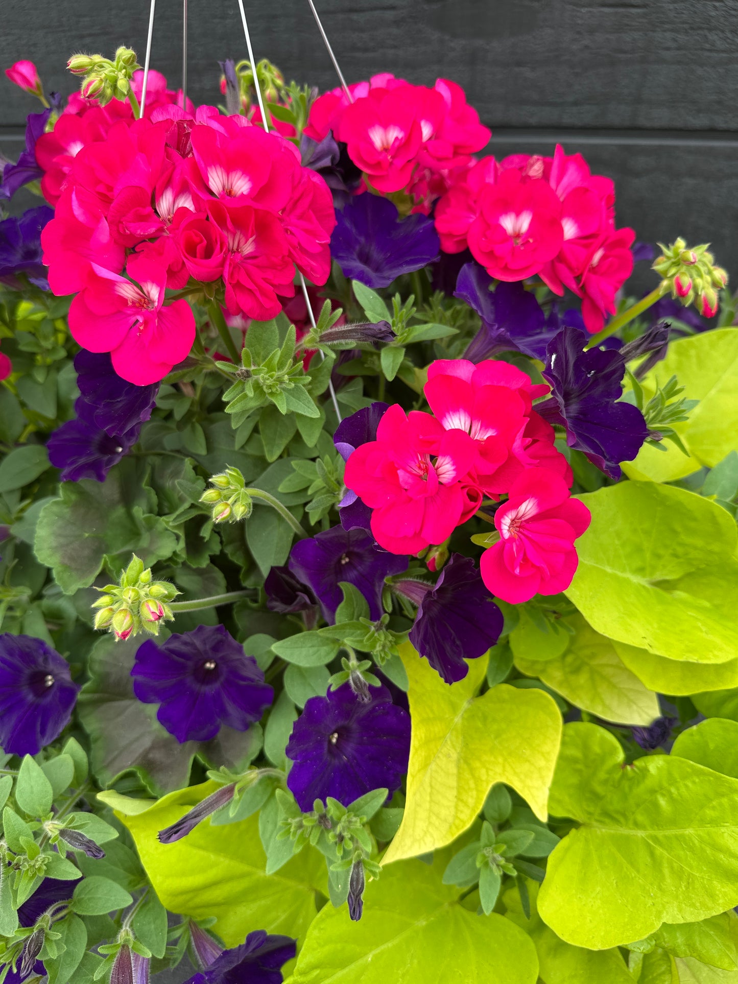 BASKET #24 - 12" HANGING BASKET