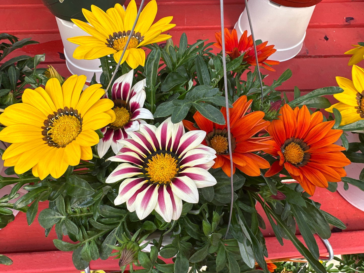 GAZANIA NEW DAY MIX - 8" HANGING BASKET