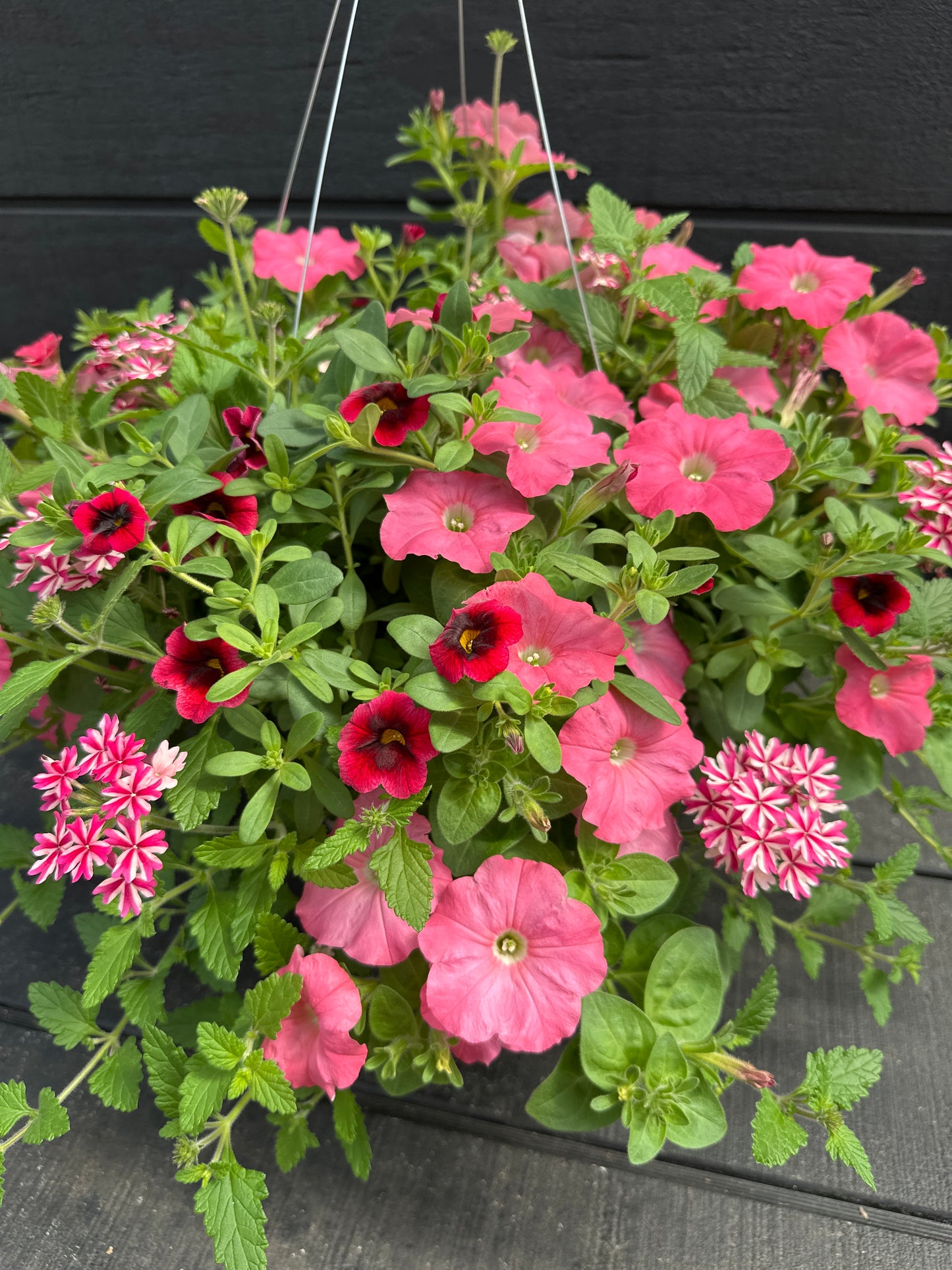 COMBO HOPSCOTCH - 12" HANGING BASKET