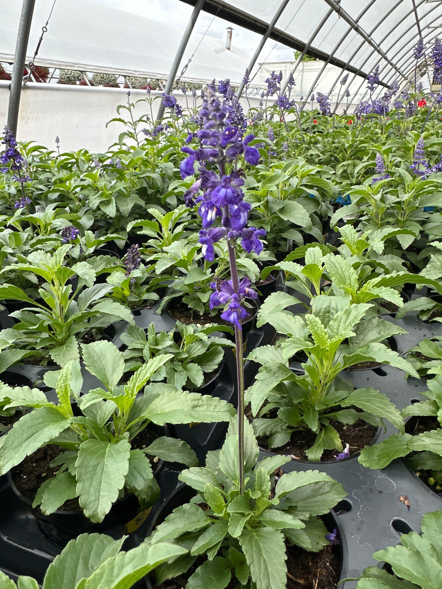 SALVIA SALLYFUN BLUE ICE - 4" POT