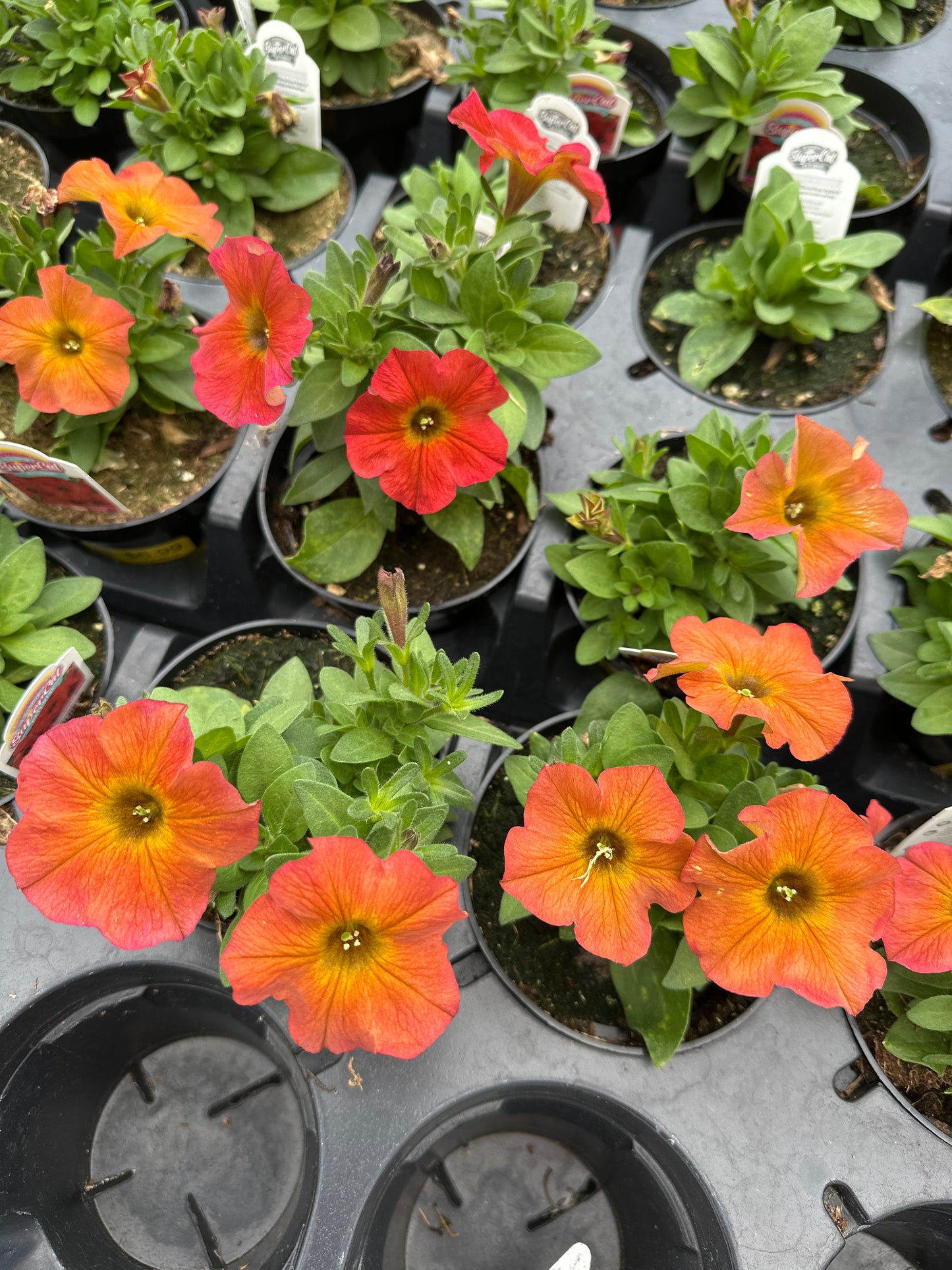 PETUNIA SUPERCAL CINNAMON - 4" POT