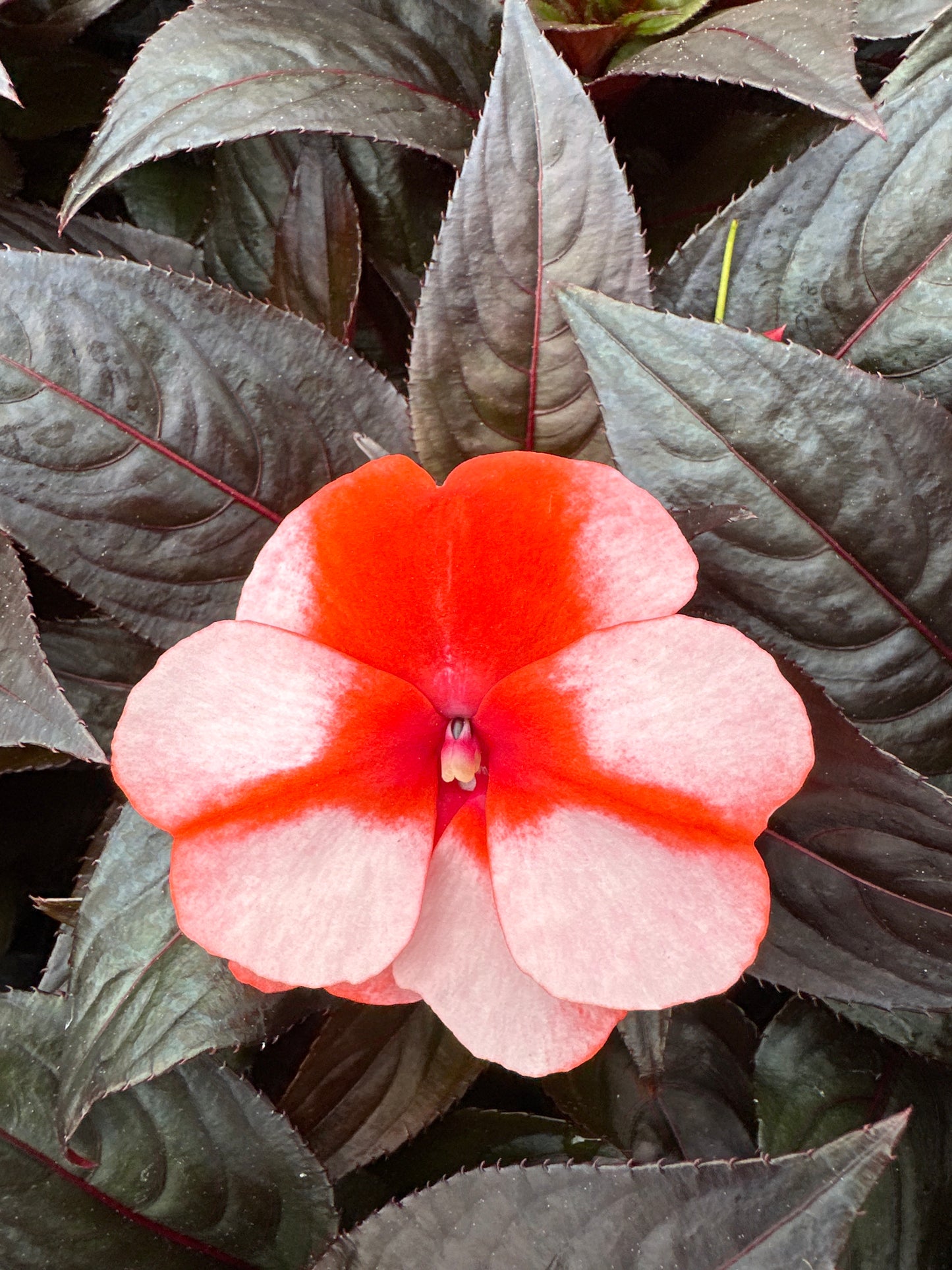 IMPATIENS SONIC SWEET ORANGE - 4" POT