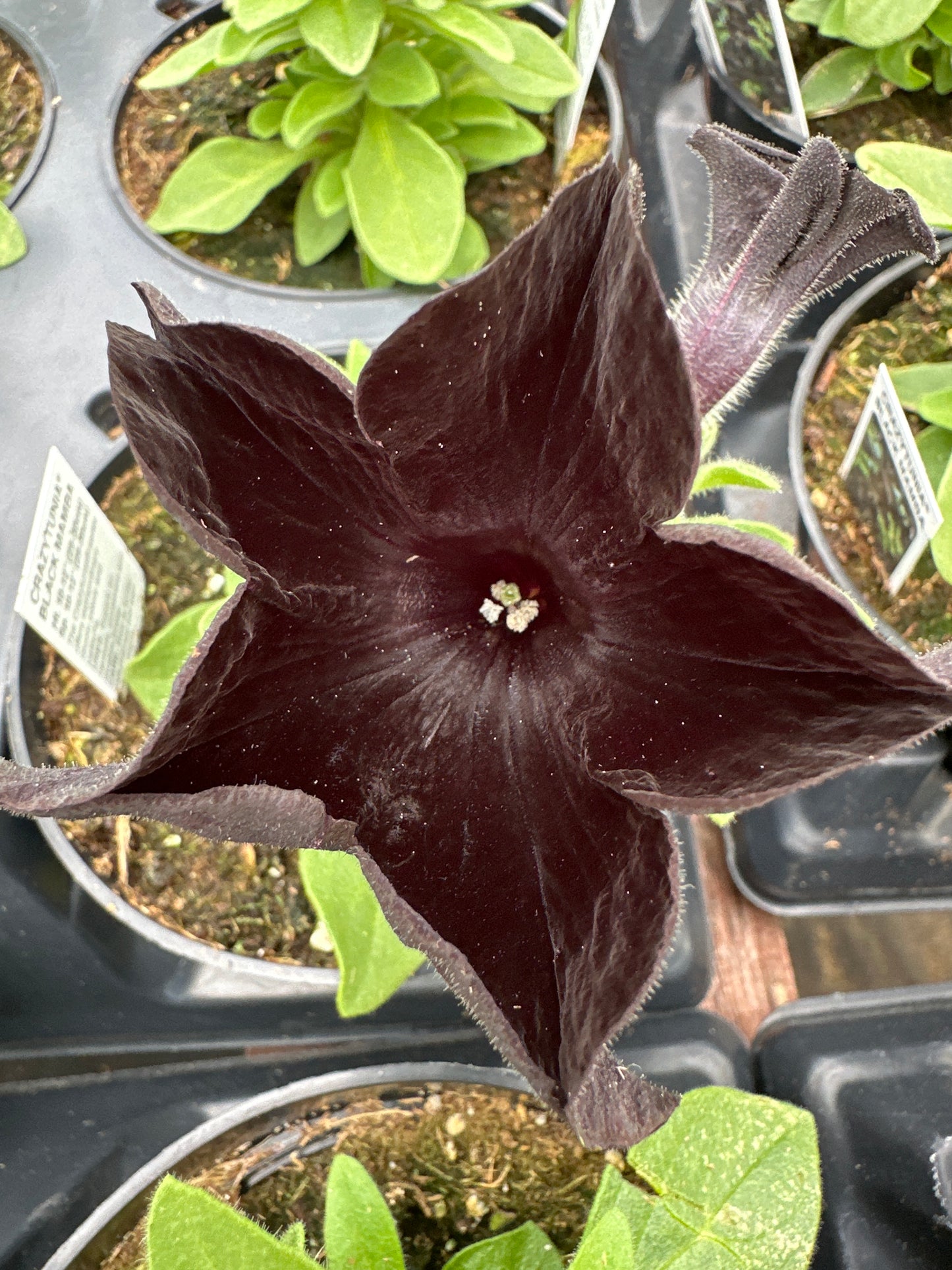 PETUNIA CRAZYTUNIA BLACK MAMBA - 4" POT