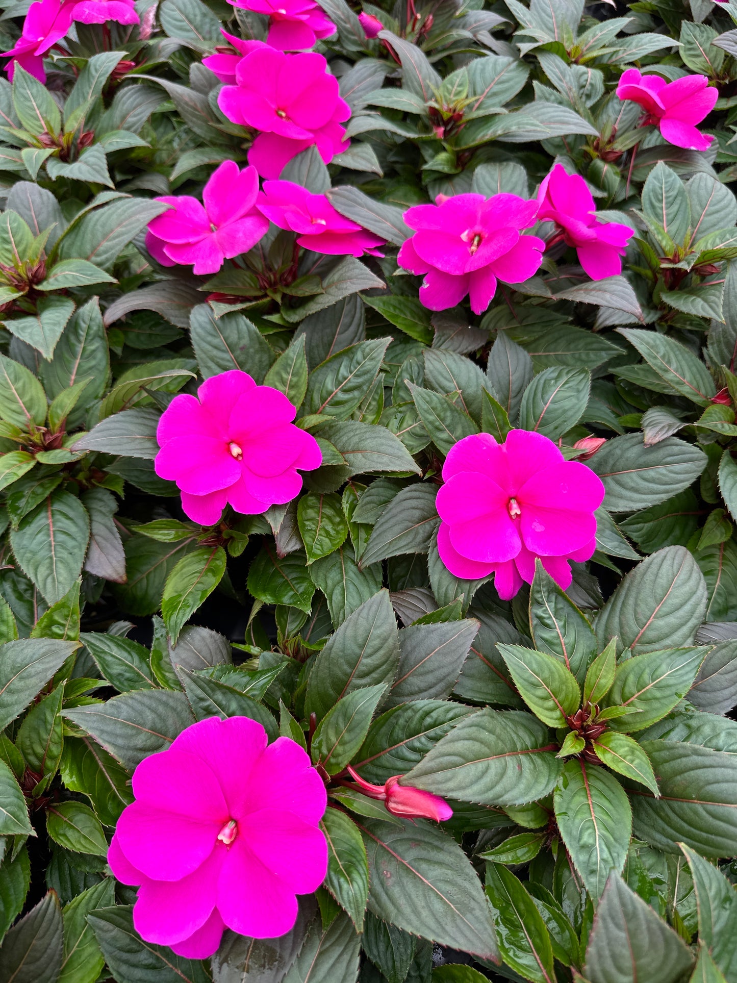 IMPATIENS SONIC LILAC - 4" POT