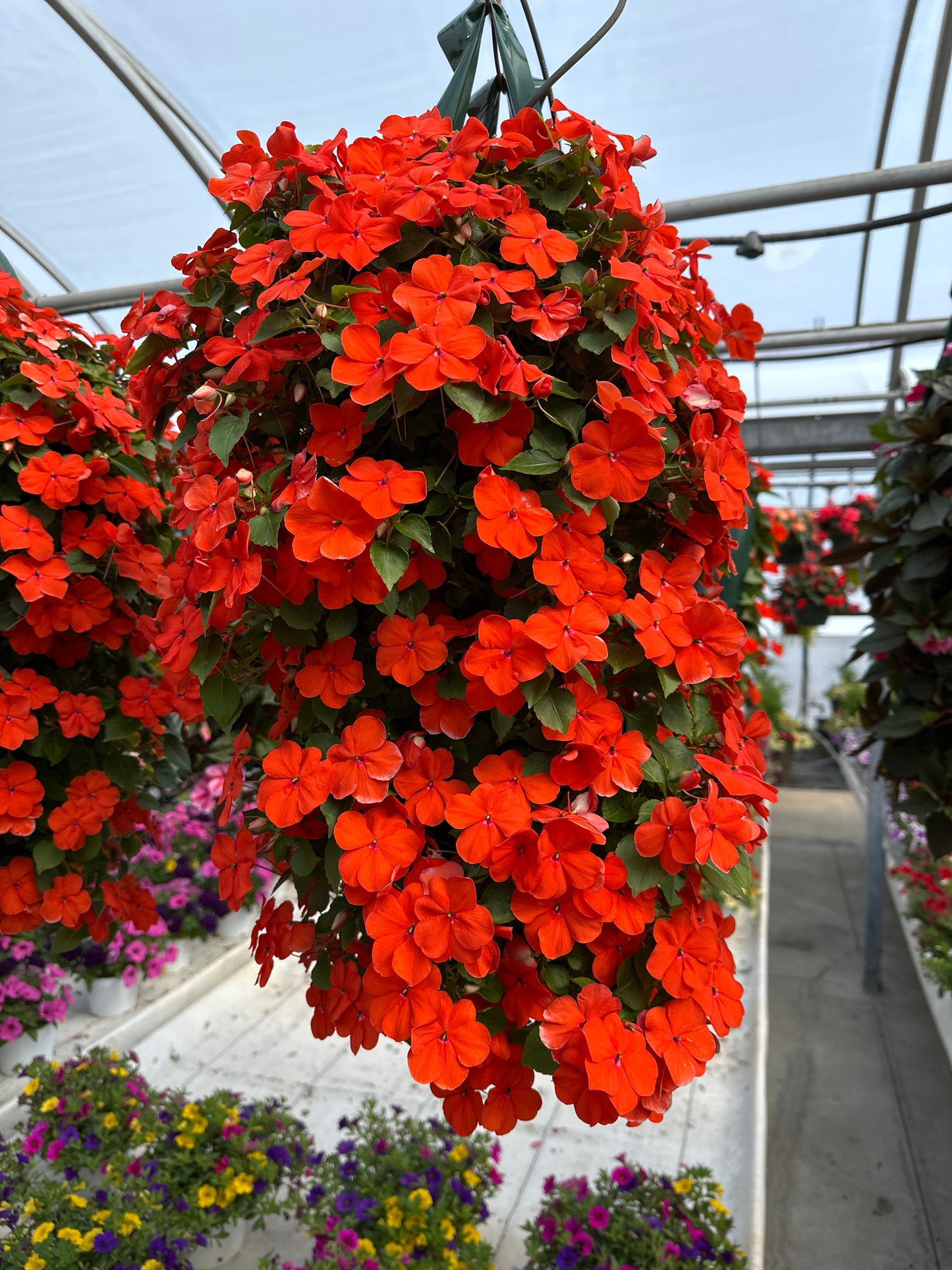 IMPATIENS BEACON ORANGE - FLOWER BAG