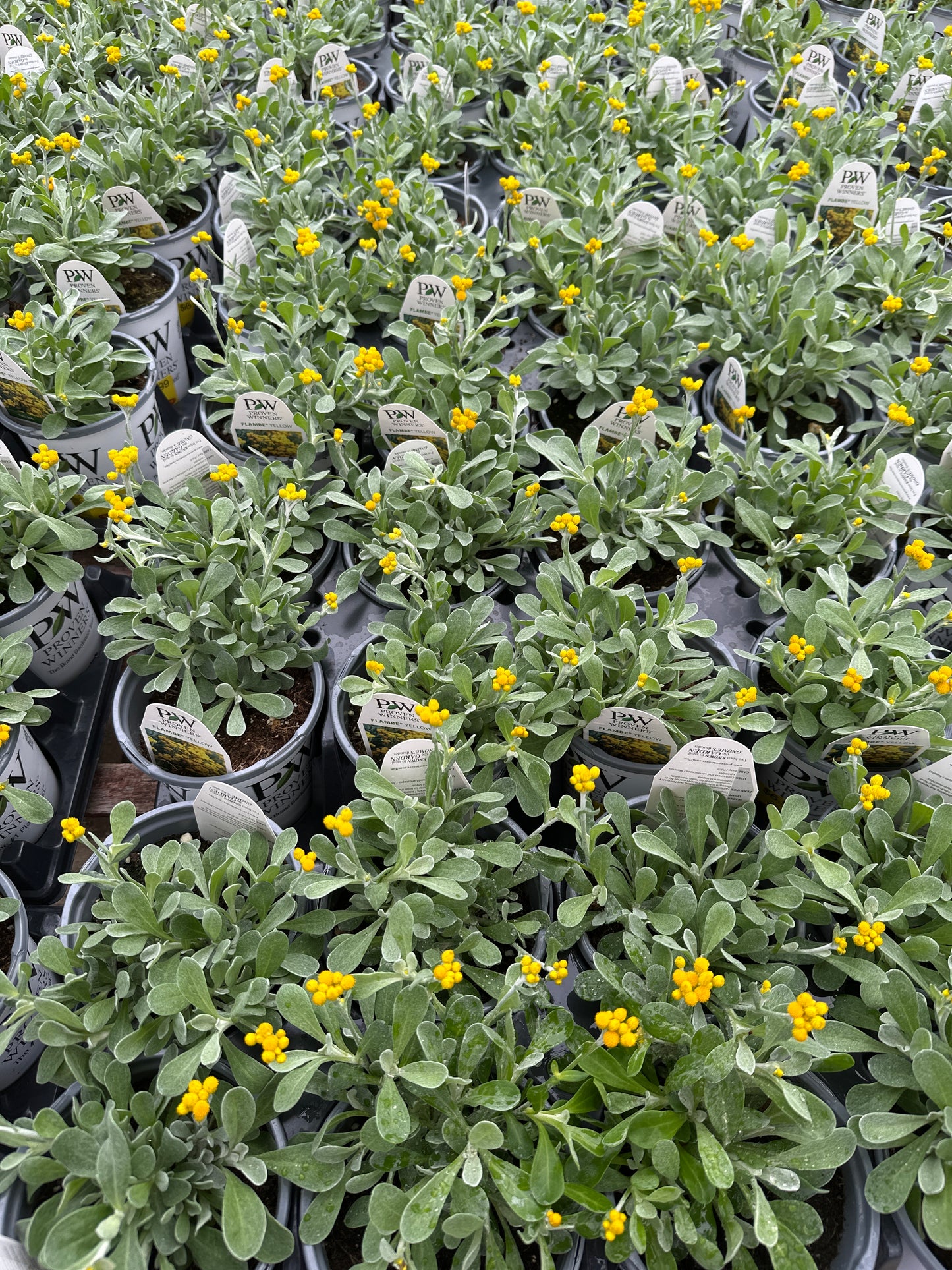 CHRYSOCEPHALUM FLAMBE YELLOW - QUART POT