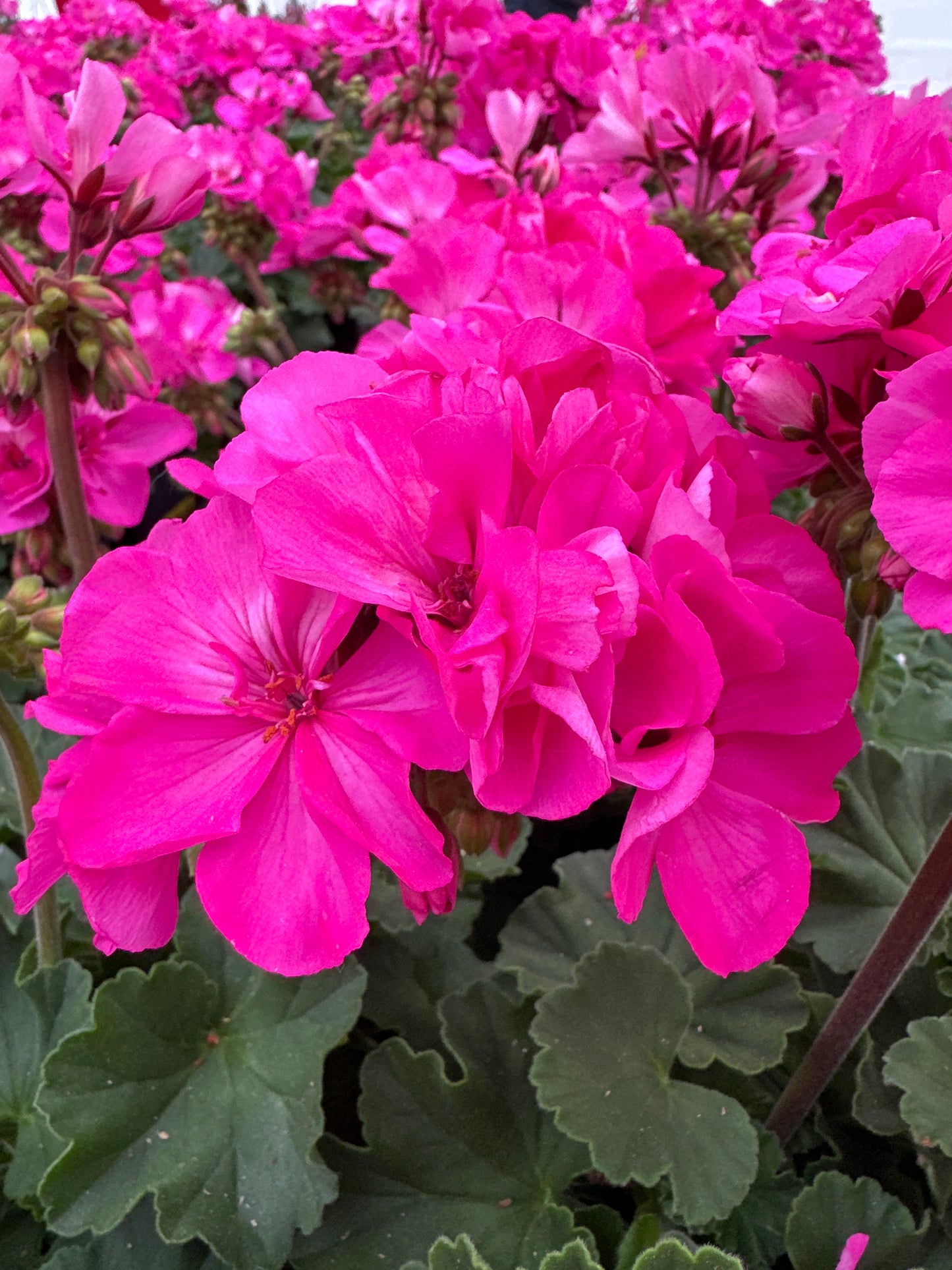 GERANIUM FANTASIA SHOCKING PINK - 4" POT