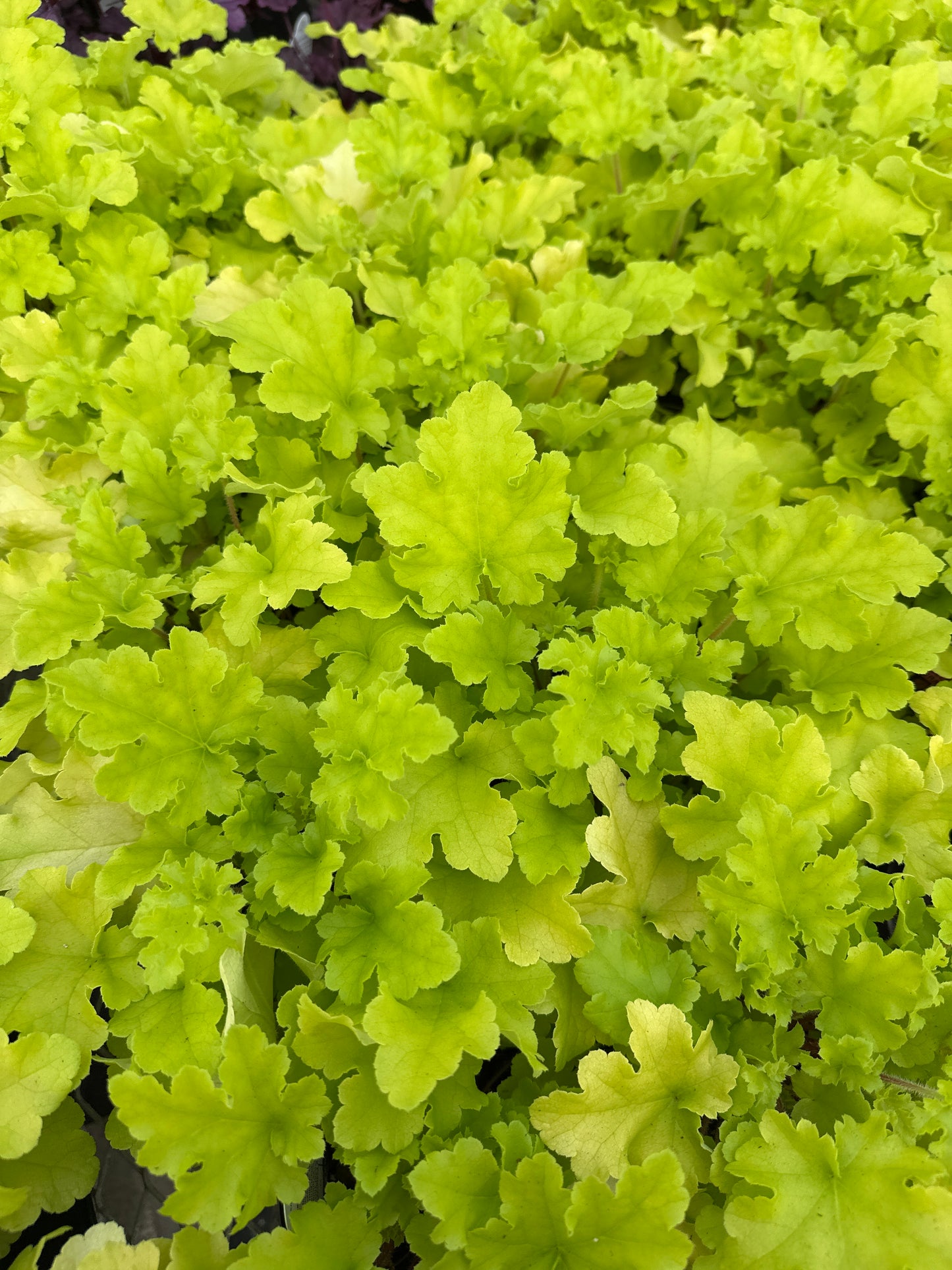 Heuchera hybrid 'Lime Marmalade'