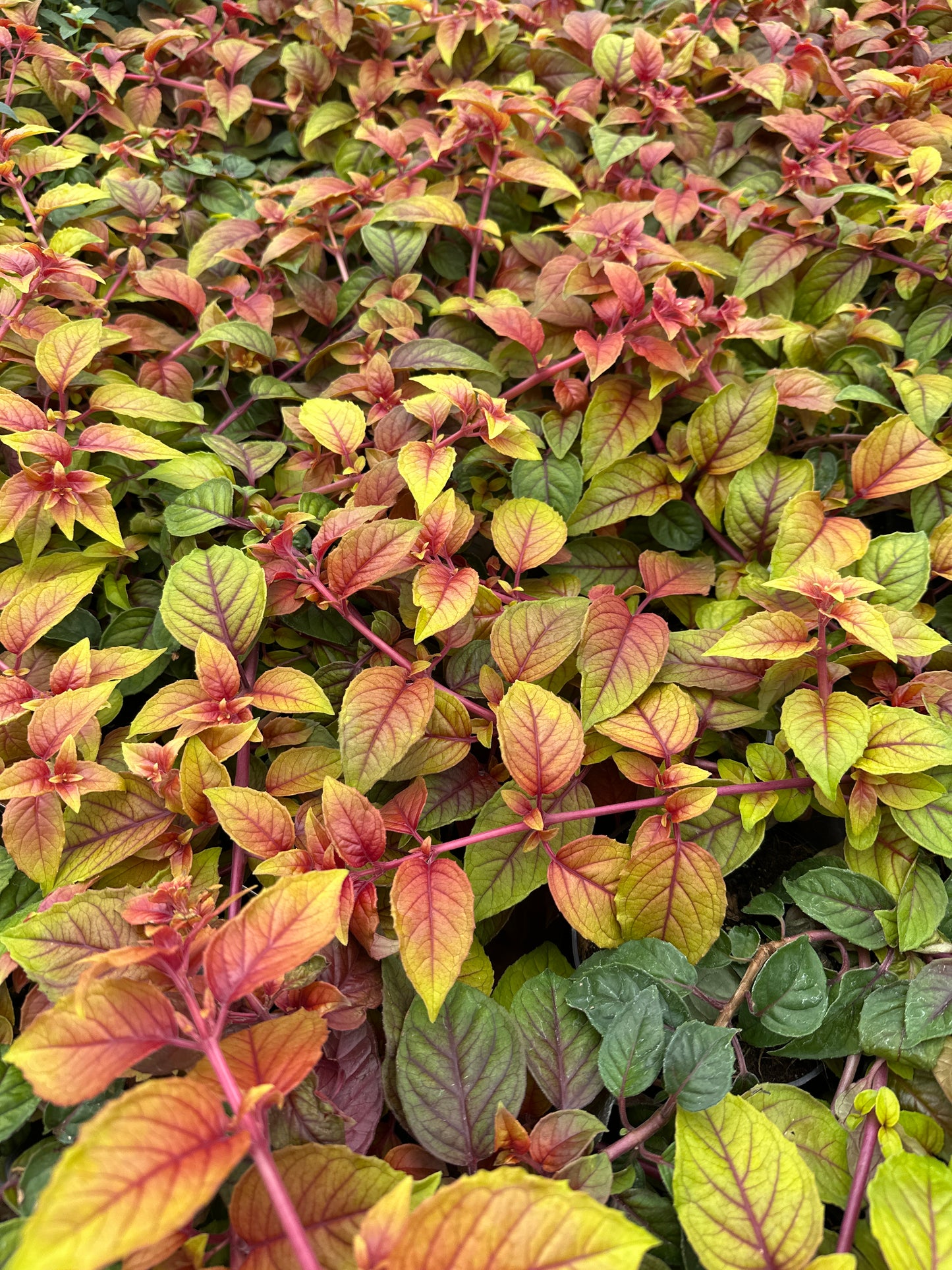 FUCHSIA AUTUMNALE - 4'' POT