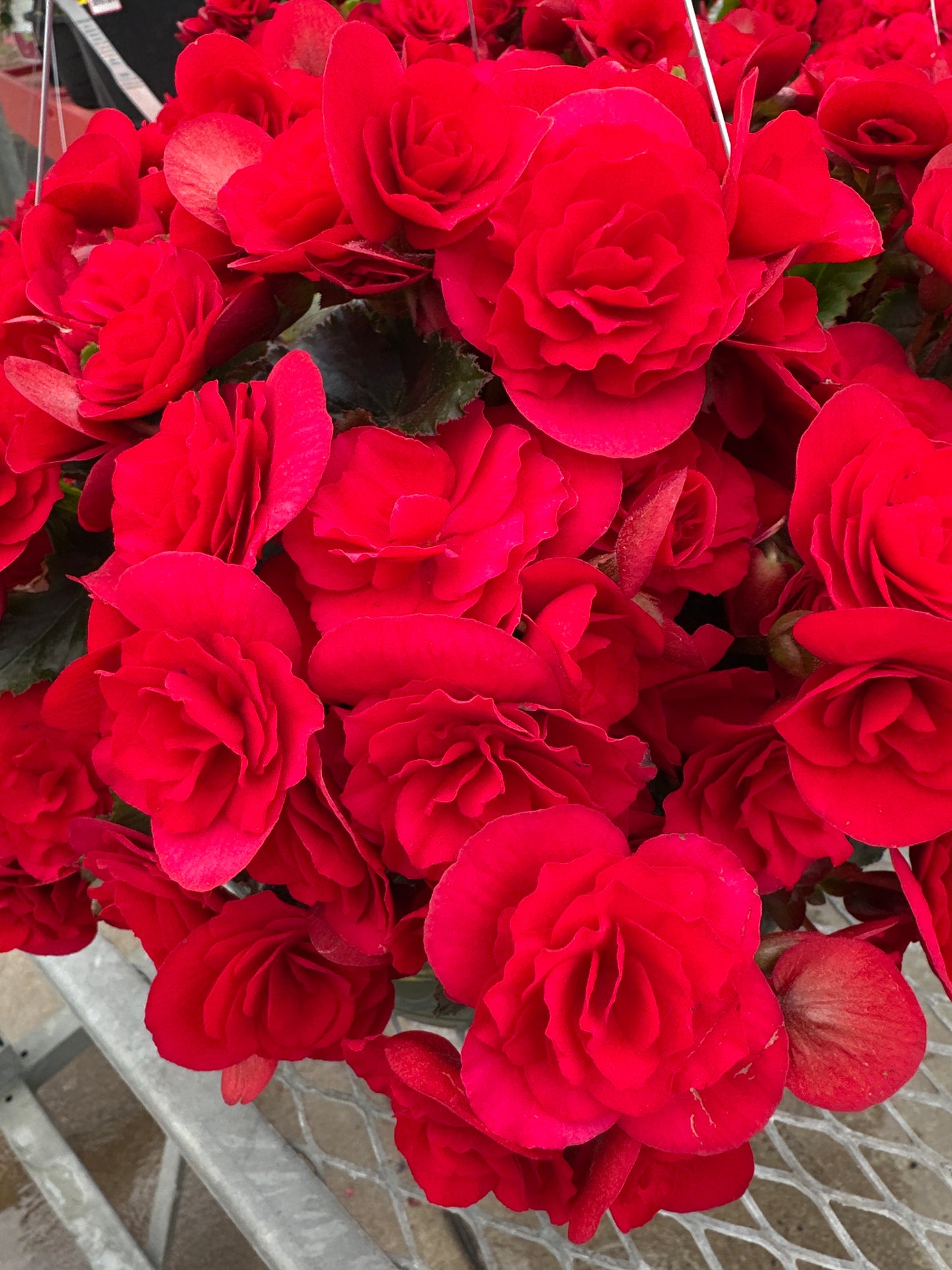 BEGONIA REIGER BARKOS - 10'' HANGING BASKET