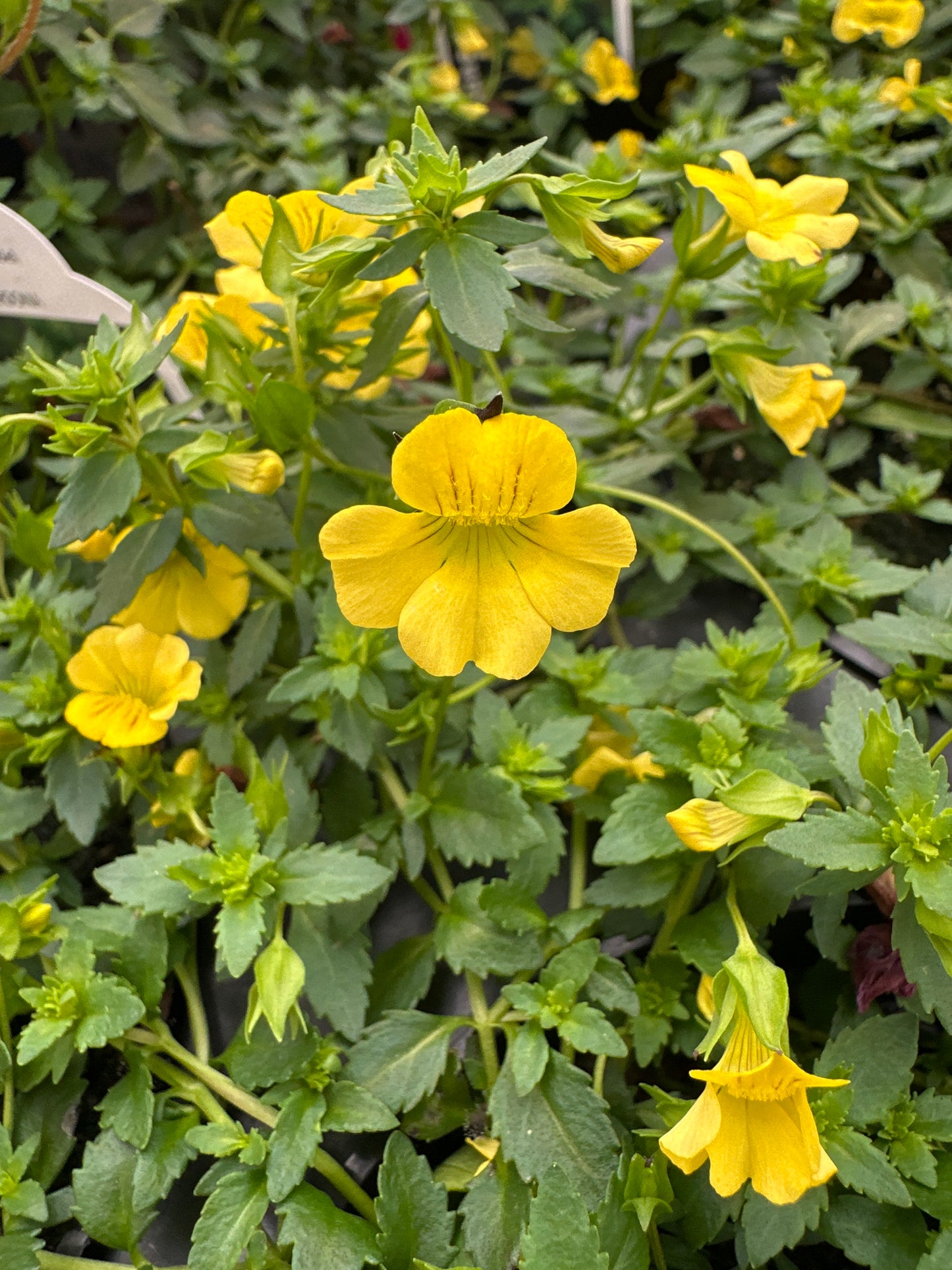 MECARDONIA LITTLE SUNSHINE - 4" POT