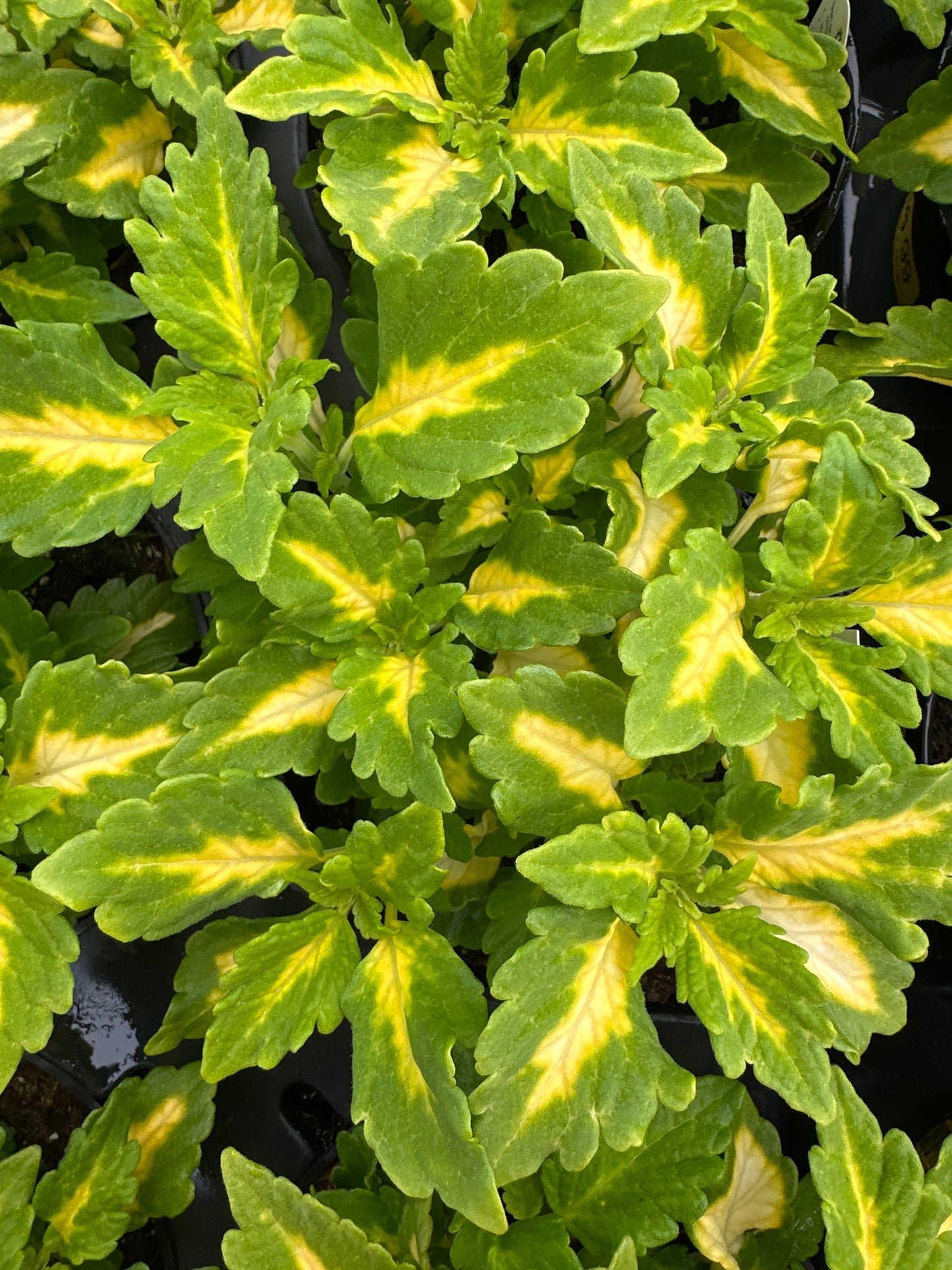 COLEUS DOWN TOWN PORT FAIRY - 4'' POT