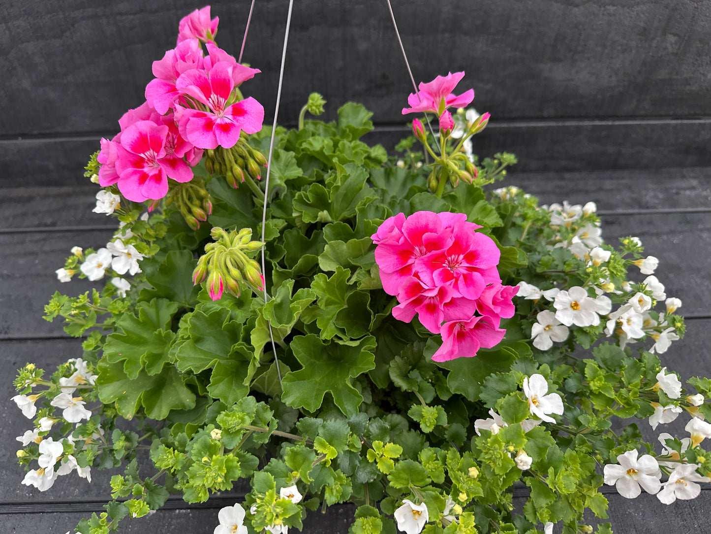 BASKET #4 - 10" HANGING BASKET