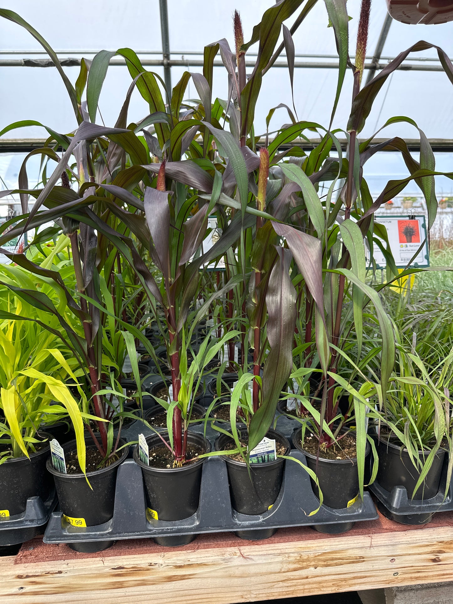 GRASS PENNISETUM GLAUCUM PURPLE BARON MILLET - QUART POT