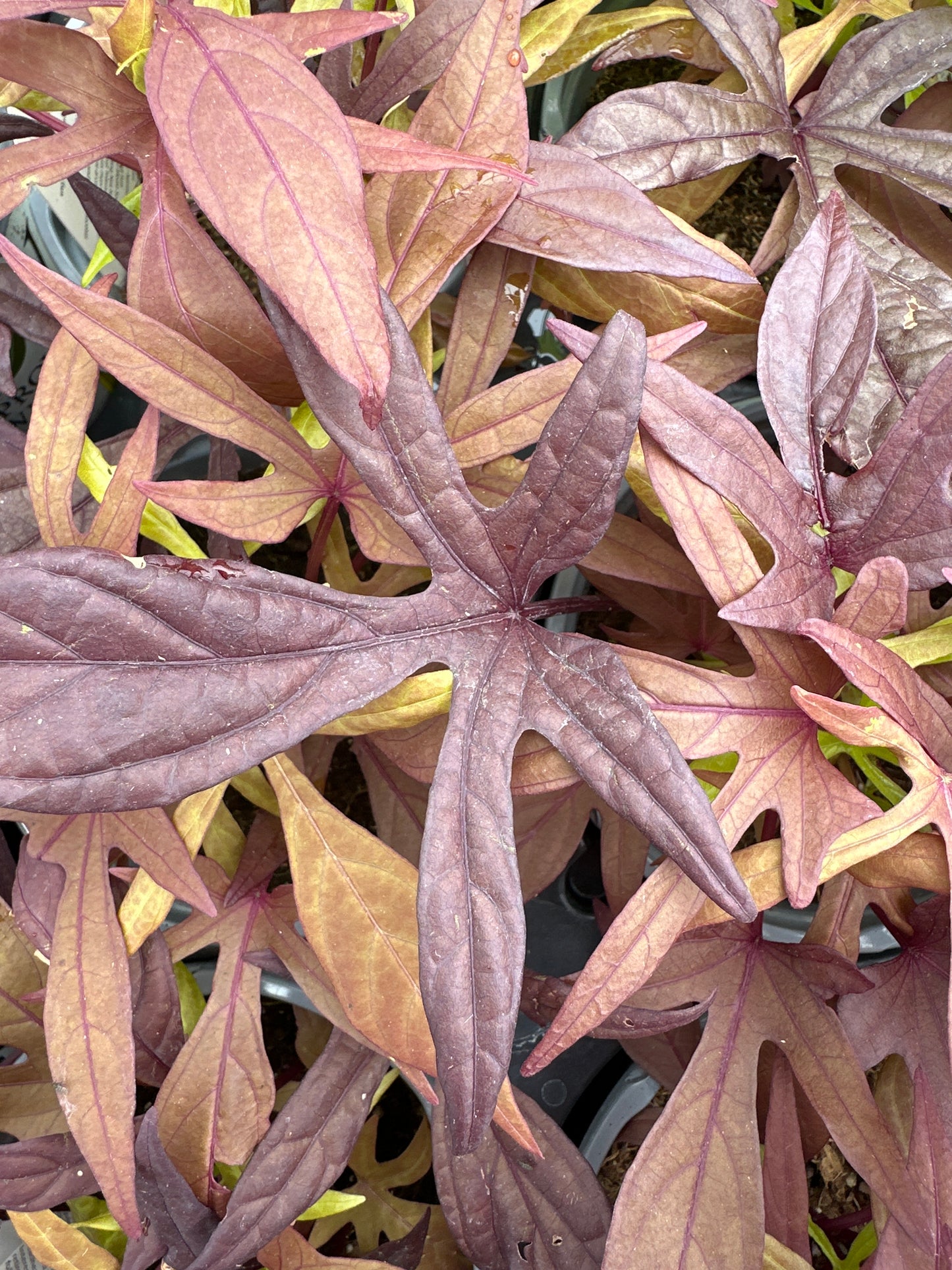 IPOMOEA SWEET POTATO ILLUSION PENNY LACE - QUART POT