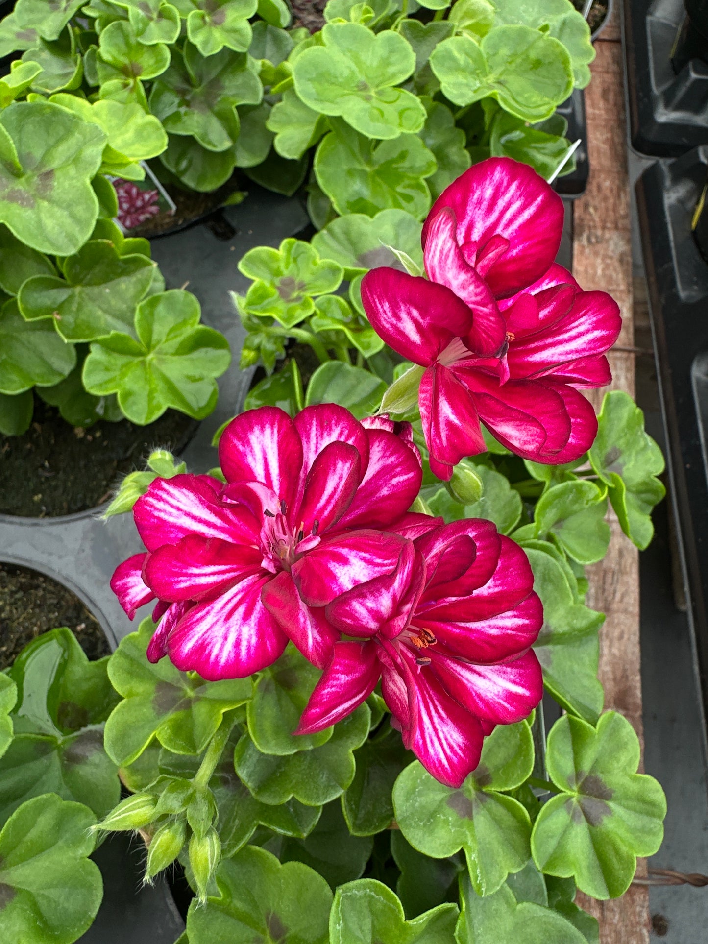 GERANIUM CONTESSA BURGUNDY BI-COLOR - 4" POT