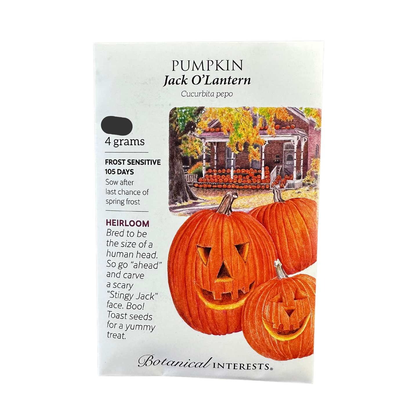 Pumpkin Jack O'Lantern