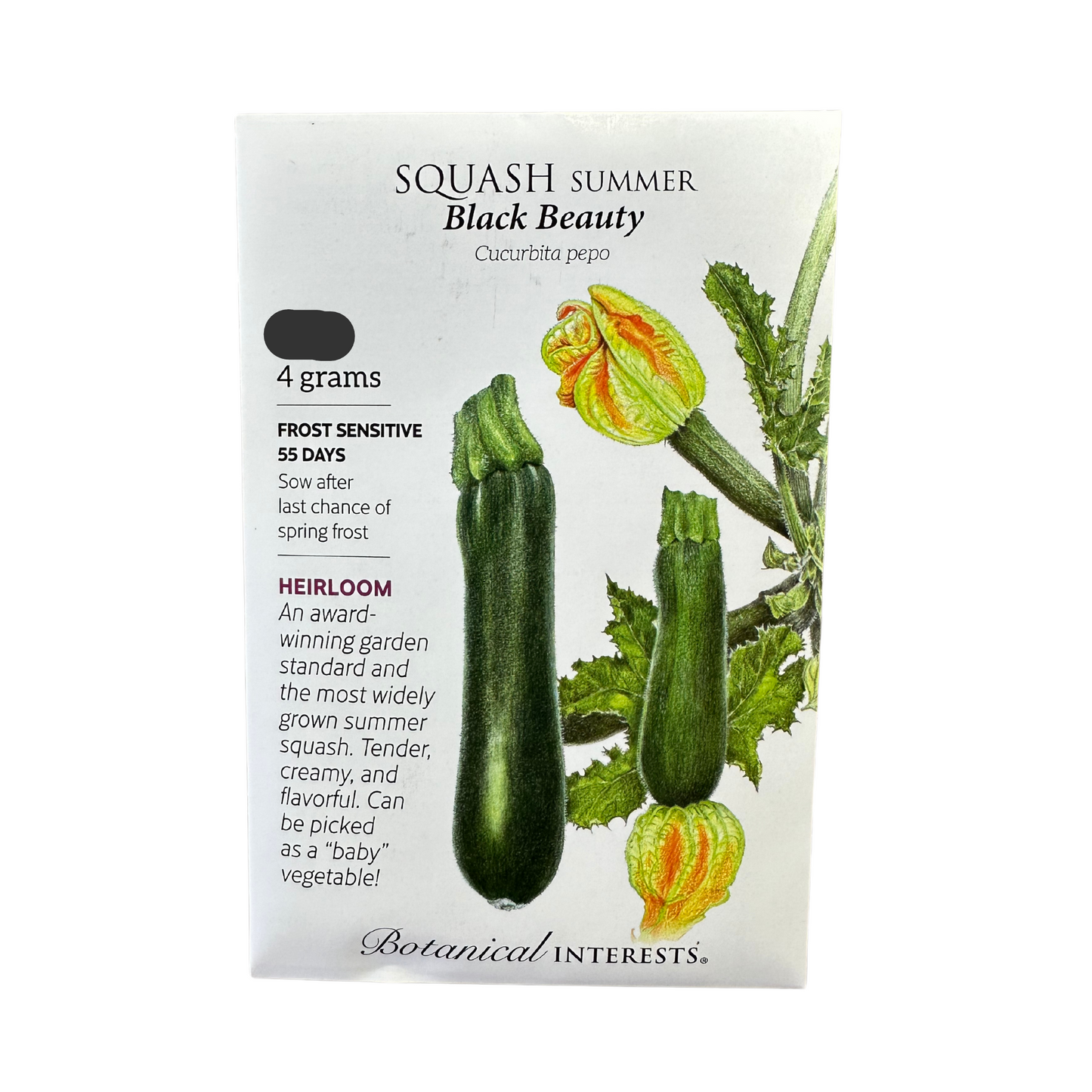 Squash Summer Black Beauty