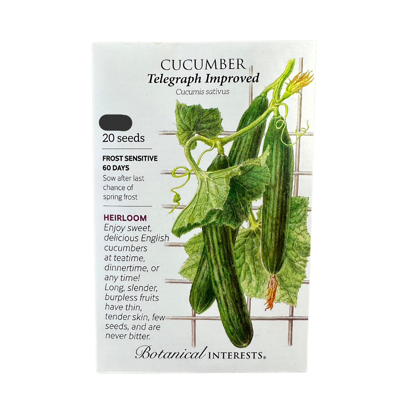 Cucumber English Telegraph