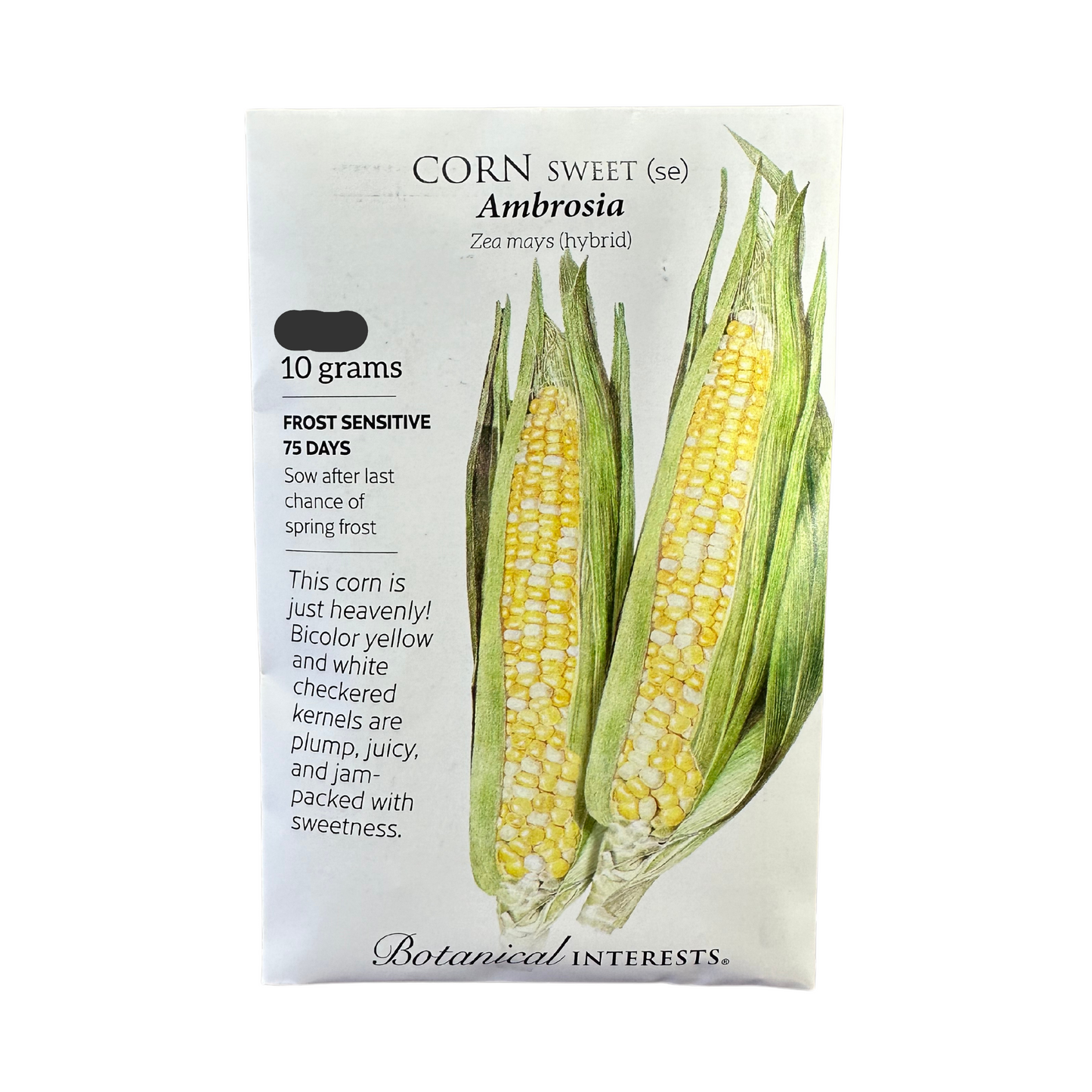 Corn Swt (bicolor) Ambrosia hybrid
