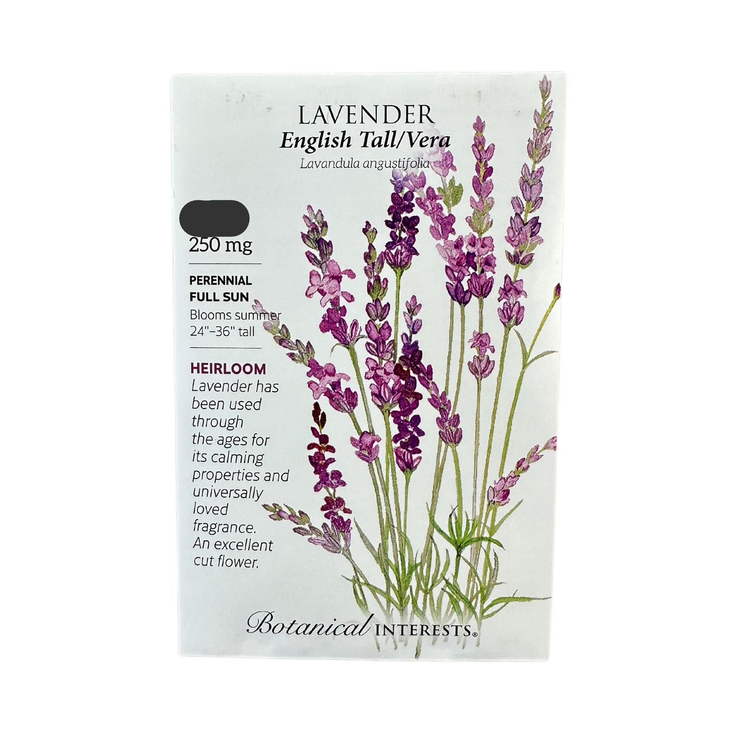 Lavender English Tall/Vera